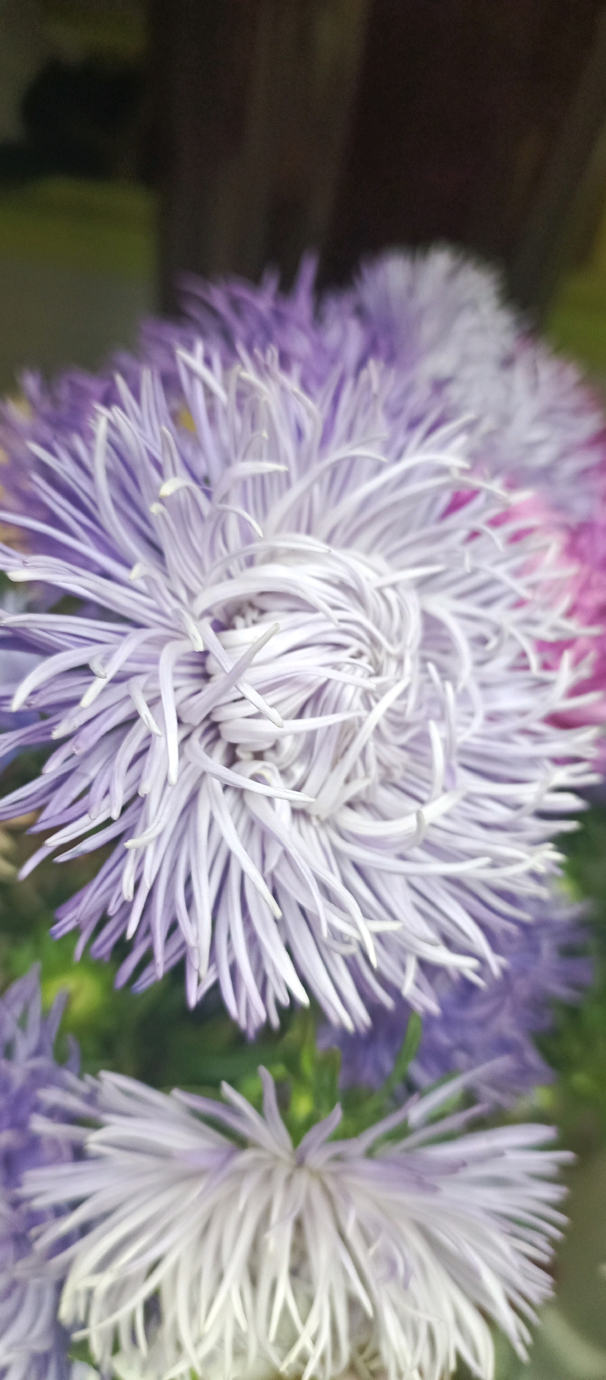 The image is a close-up, vertical, and slightly blurred photograph of several purple and pink asters. The flowers are the primary subject, with their delicate, spiky petals prominently displayed. The lighting is soft, creating a dreamy and ethereal atmosphere. The background is dark and out of focus, with hints of green foliage and what appears to be a wooden surface, possibly a fence or wall. There is no indication of the location within the city of Stavropol, Russia, as the image focuses solely on the floral arrangement. No people, actions, or interactions are depicted.