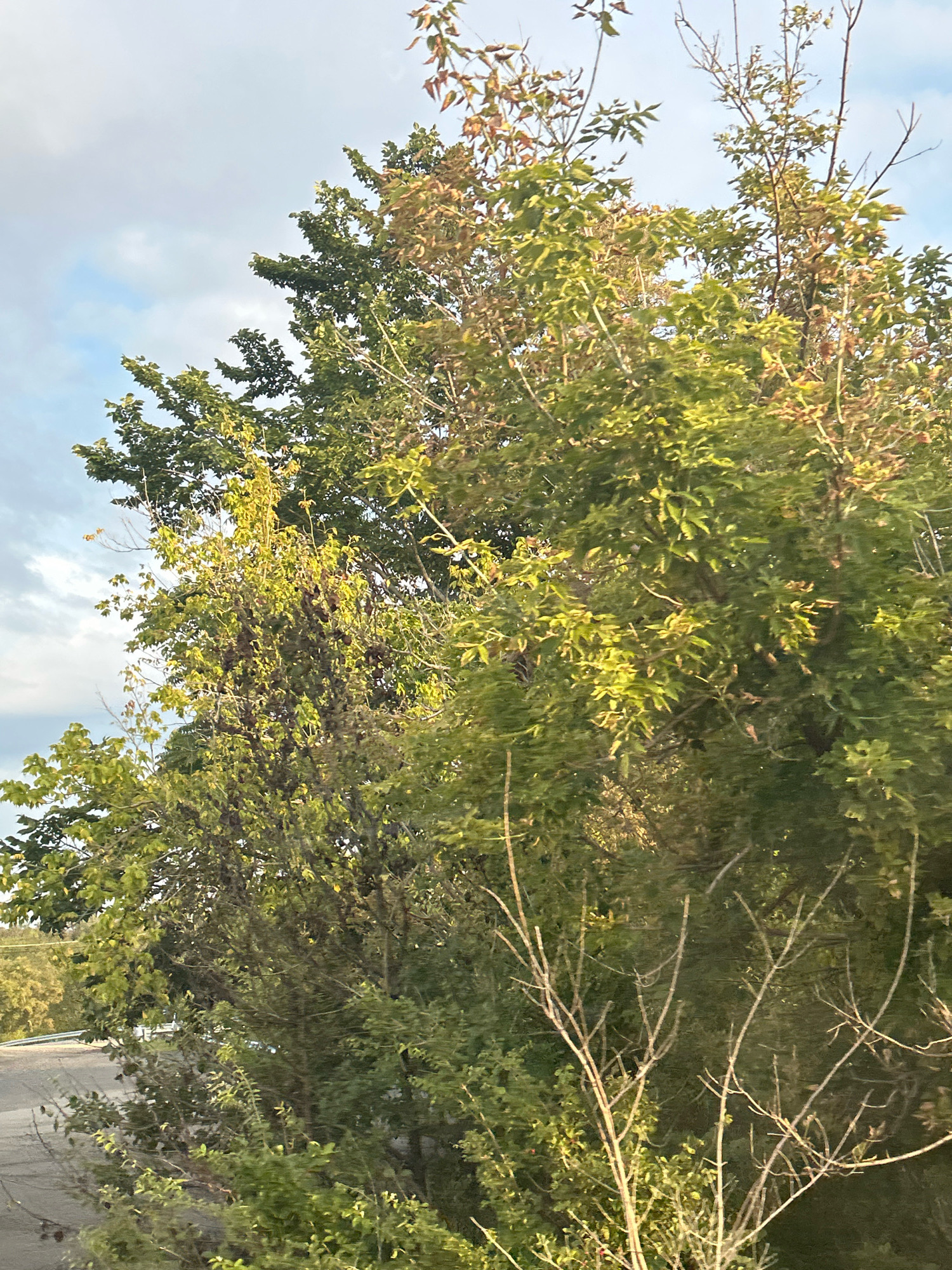A vertical, eye-level shot captures an outdoor scene dominated by dense foliage. The leaves on the trees exhibit a gradient of color, ranging from vibrant green to autumnal hues of brown and reddish-orange, suggesting the transition into fall. Some branches are bare and spindly, contrasting with the full, leafy canopies. In the background, a cloudy sky with patches of blue is visible above the trees. To the lower left, a gray paved surface, possibly a road or path, curves out of frame, with a white guardrail or barrier visible along its edge. The scene is set in Robinson Township, United States of America.