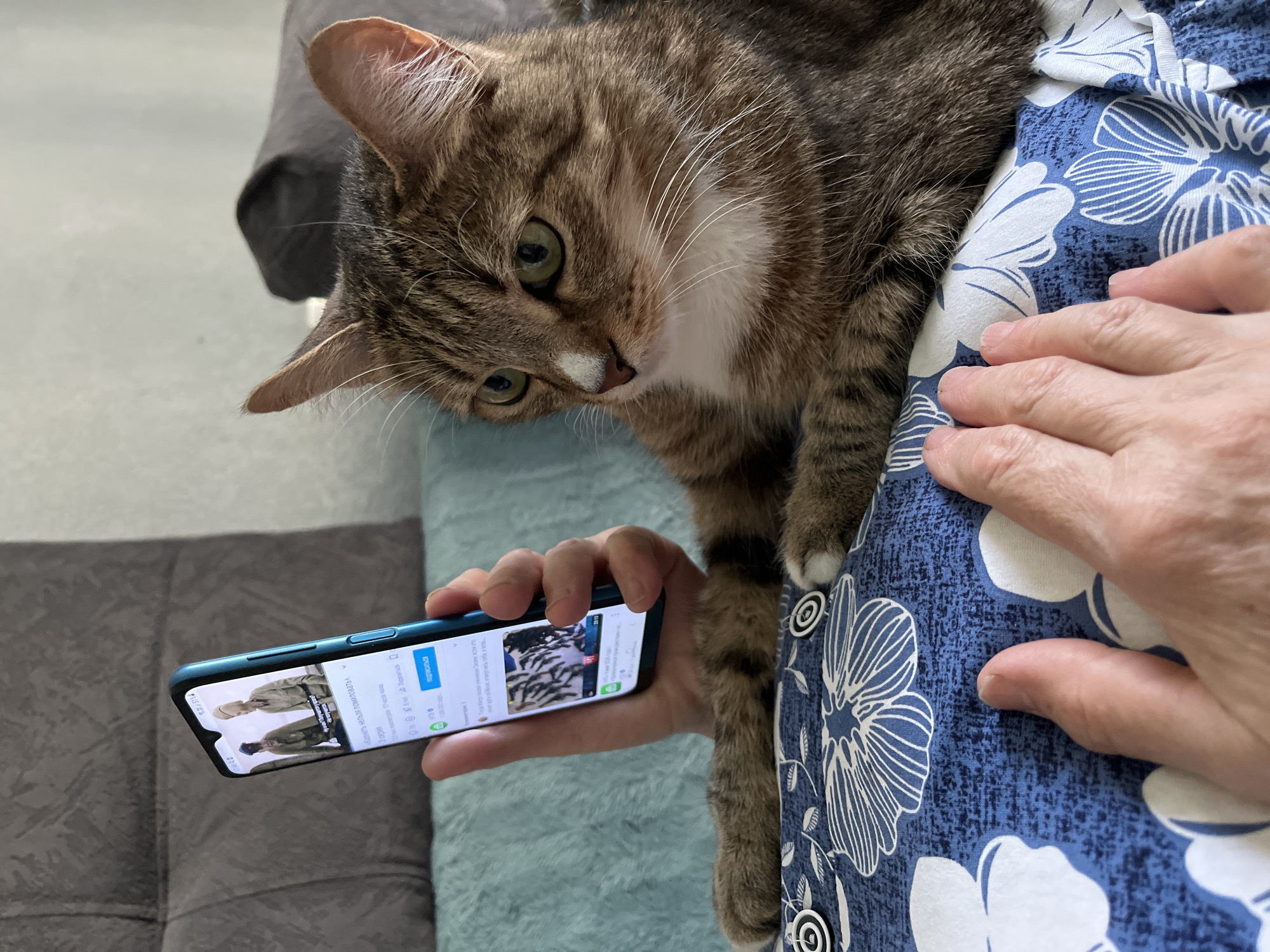 A person holds a blue smartphone displaying the Russian text "«Казнить нельзя помиловать»" (meaning "You can't execute, you can't pardon"), "3 серия" (meaning "Episode 3"), and "ПОДПИСАТЬСЯ" (meaning "Subscribe"). A brown tabby cat is perched on the person, its paw draped over the smartphone, and its gaze directed downward. The person is wearing a blue and white floral patterned garment. The cat is brown tabby with a white chest and muzzle. Part of a gray couch is visible in the background. There is no indication of a location, Izhevsk, Russia.