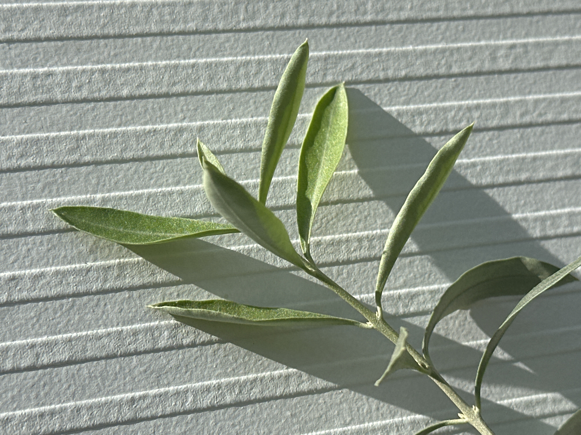 A close-up, sunlit shot captures a delicate olive branch against a textured, vertically ridged, light gray surface, likely a wall. The branch, with its narrow, elongated green leaves, casts a soft shadow on the surface. The image is devoid of any human presence or activity and is not identifiable as being located in Nevinnomyssk, Russia, or any other specific city. The focus is solely on the plant and its immediate surroundings.