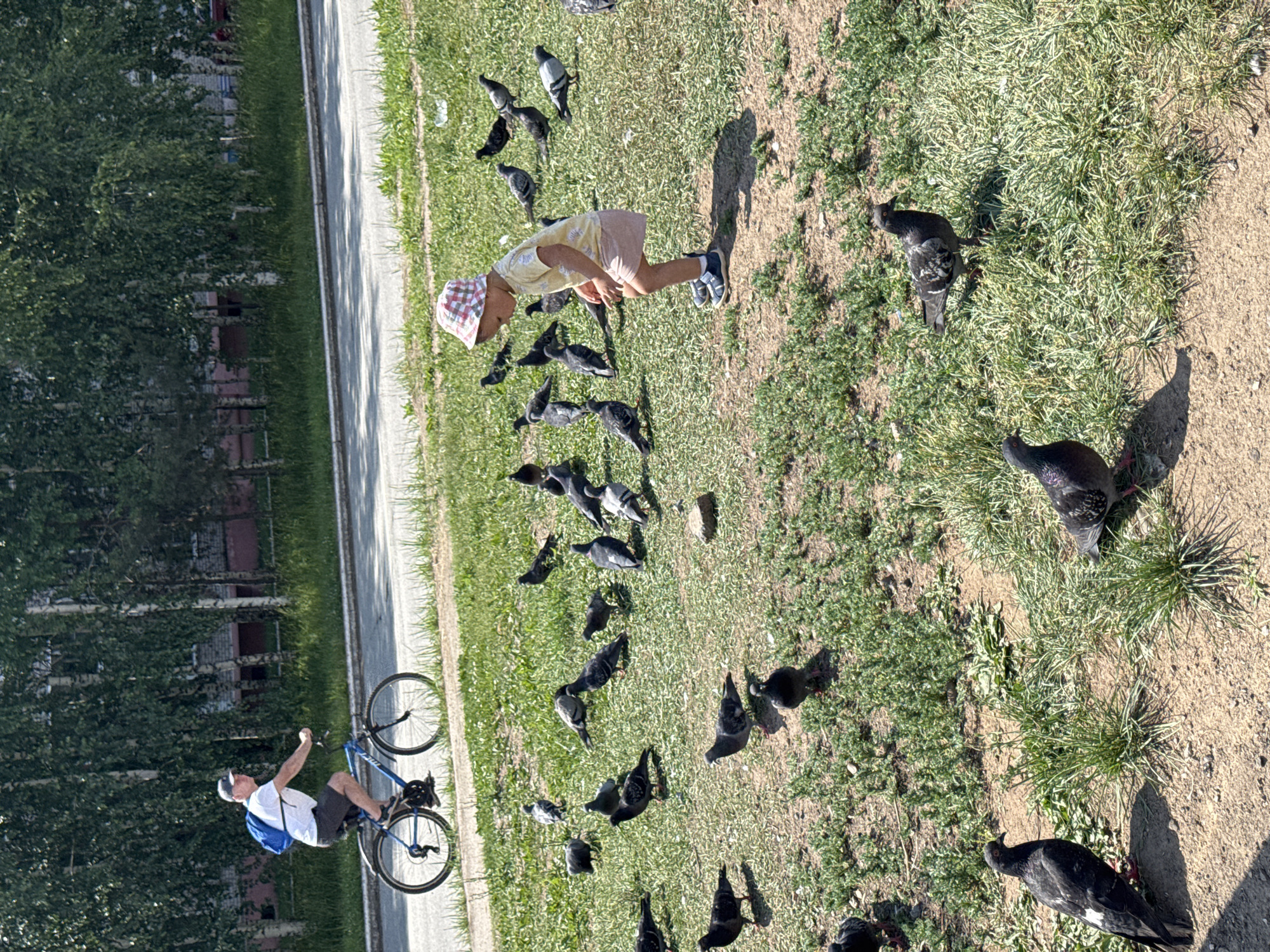A young child wearing a pink and white checkered hat and a yellow shirt is standing in a grassy area with many pigeons. The child is bending over, appearing to interact with the birds. In the background, a man wearing a blue backpack and a white t-shirt is riding a blue bicycle on a paved path. The area is lined with birch trees and appears to be a park or public space in the city of Chaikovsky, Russia, likely during daylight hours under a clear sky, given the strong shadows.
