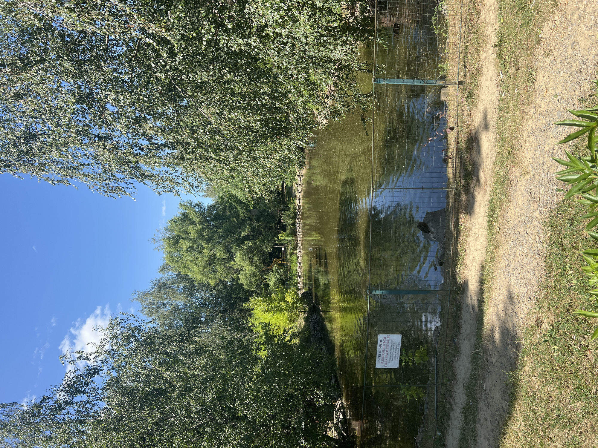 The image depicts a serene pond area surrounded by lush greenery and tall trees under a clear blue sky with scattered white clouds. A wire fence runs along the edge of the pond, separating it from a sandy path. A sign on the fence, written in Ukrainian, warns against feeding the birds. The water is calm, reflecting the surrounding trees and sky. In the distance, a statue of a giraffe can be seen near the pond's edge. There are no people visible in the scene. The overall atmosphere is peaceful and natural, suggesting a park or recreational area in the city of Holubyne, Ukraine.
