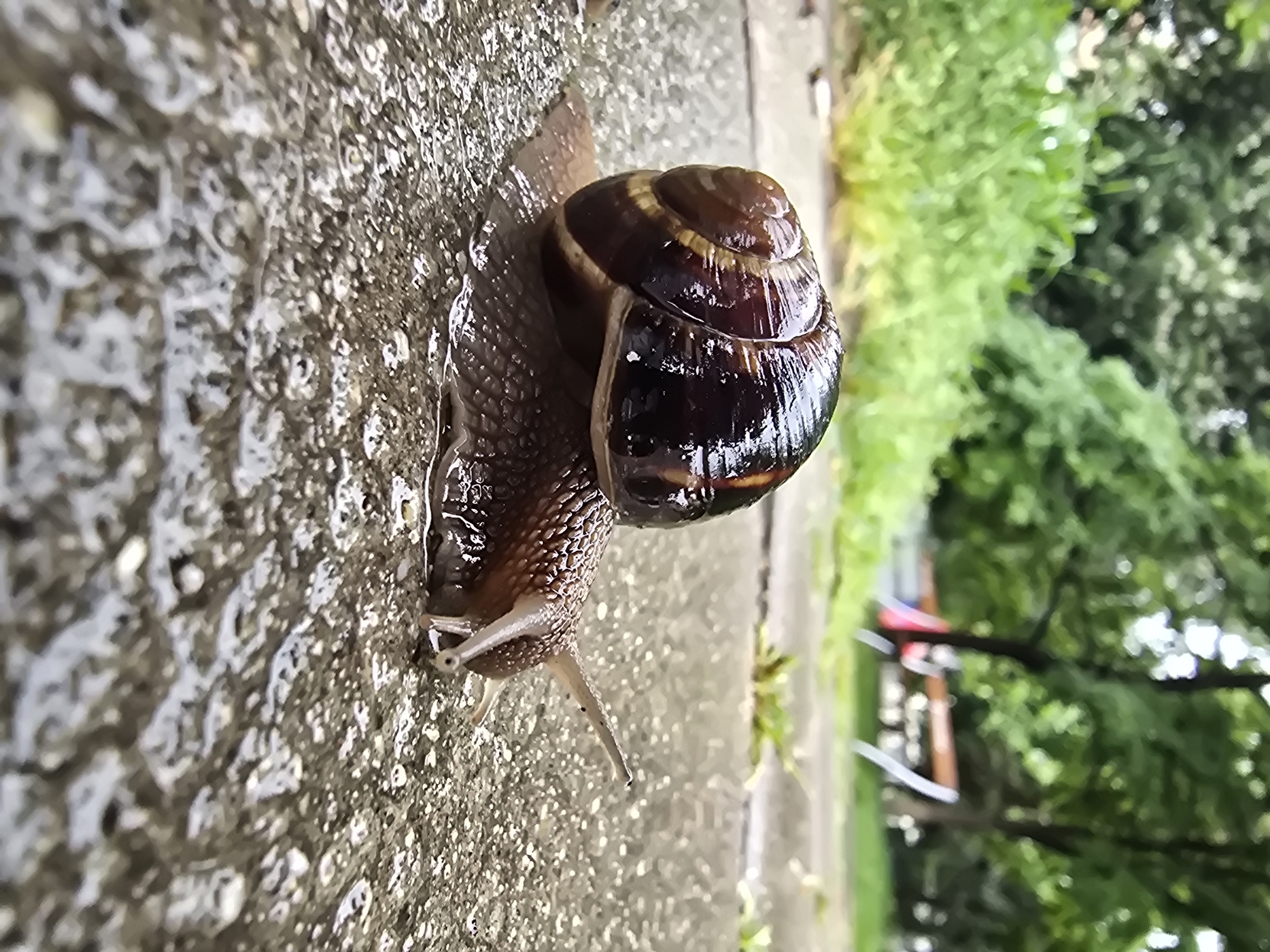 A snail is seen crawling on a wet, textured surface, likely a sidewalk or a stone ledge. The snail's shell is glossy with bands of brown and tan. The snail's body has a rough texture. The surface it's on appears damp, reflecting light. Behind the snail, there's a blurred background of green foliage and hints of an urban environment, including parts of a bench or railing. The image suggests an outdoor setting after a rain, or in a damp environment.