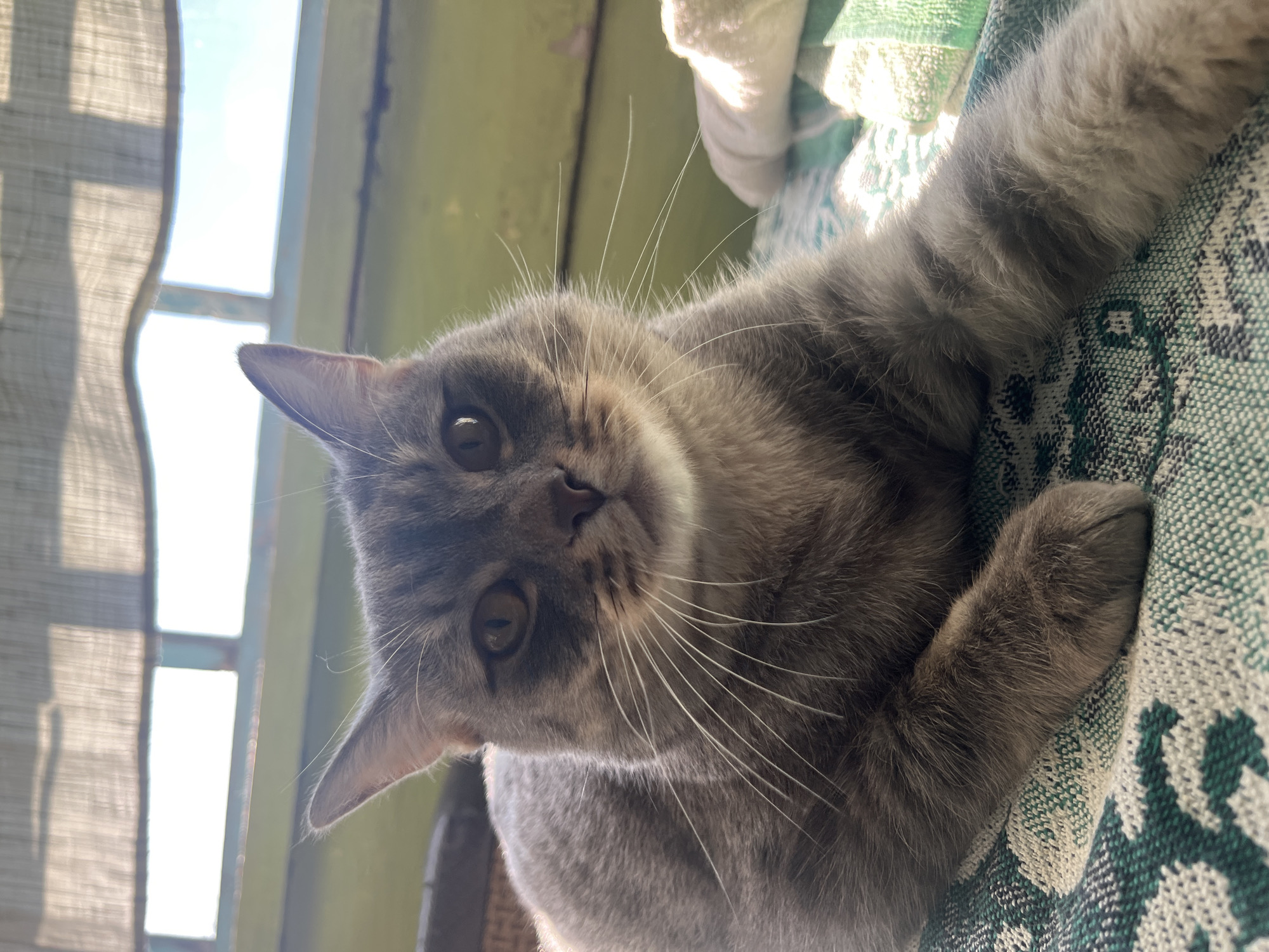 An adult, grey tabby cat with white whiskers is lying on a patterned blanket with green and white designs. The cat is facing the camera, with its head tilted slightly. Its eyes are open and looking directly at the viewer. The background shows a blurred green wall and a window with light filtering through. The scene appears to be indoors, possibly on a windowsill or a couch. There are no visible people or any elements that would suggest a specific location in Nizhny Tagil, Russia.