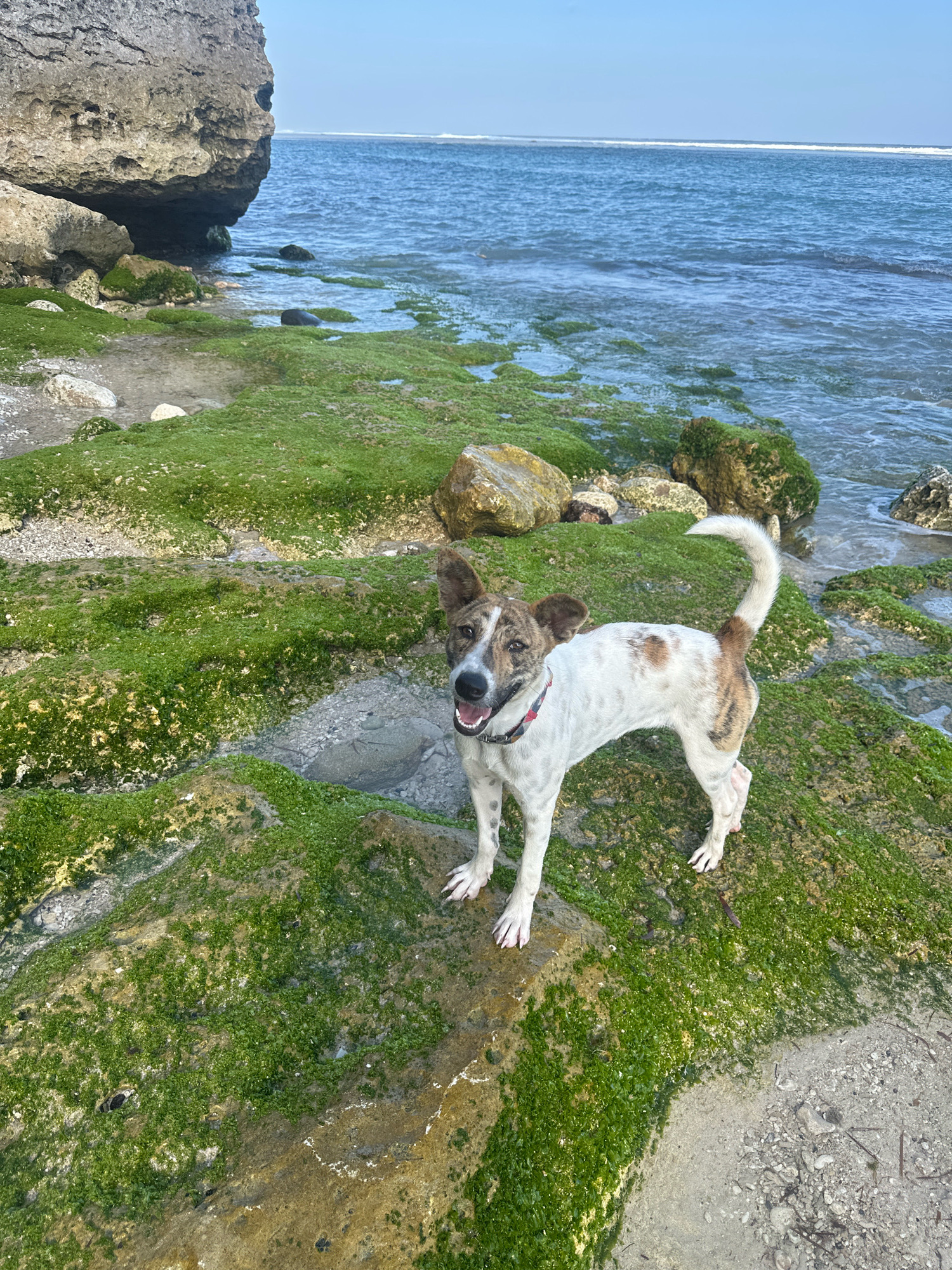 A brown and white dog stands on moss-covered rocks near the ocean. The dog has floppy ears, a wagging tail, and is looking at the camera with its tongue out. The rocks are wet and have a green, fuzzy moss growing on them. The ocean is blue and calm, with small waves lapping at the shore. In the background, there is a large rock formation and the sky is clear and blue. The location is the coast of Kuta Selatan, Indonesia.