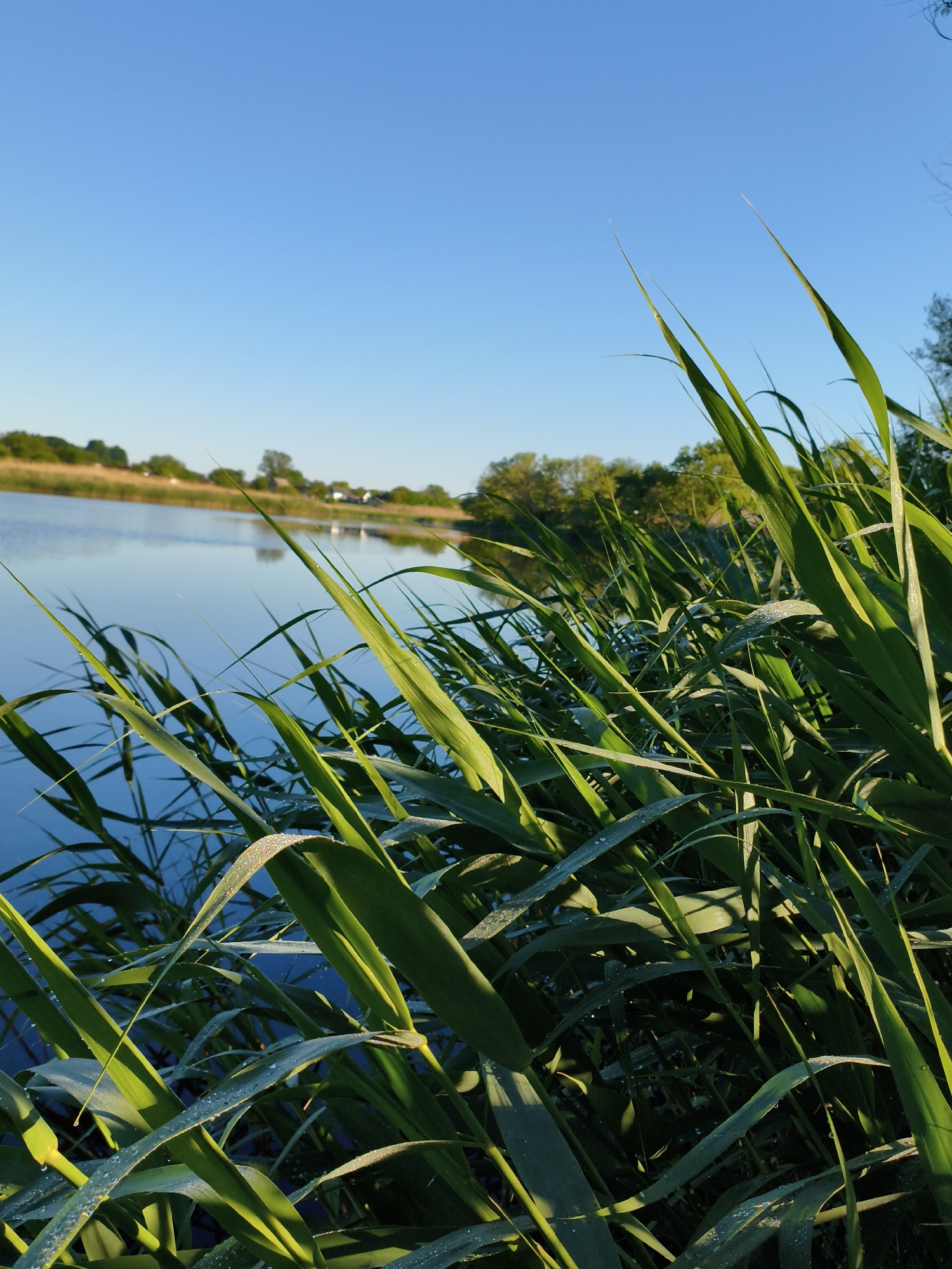 The image captures a serene view of a water body, likely a lake or pond, situated in or near Ustyvytsia, Ukraine. The foreground is dominated by tall, green grass, some blades of which are adorned with glistening water droplets, suggesting early morning dew. The water surface is calm and reflects the clear, blue sky. In the distance, a slightly blurred shoreline is visible, with a mix of trees and what appear to be residential buildings, indicative of a village or town setting. The scene is bathed in natural light, likely from the early morning sun, casting soft shadows and highlighting the textures of the grass and water. There are no people visible in the frame.