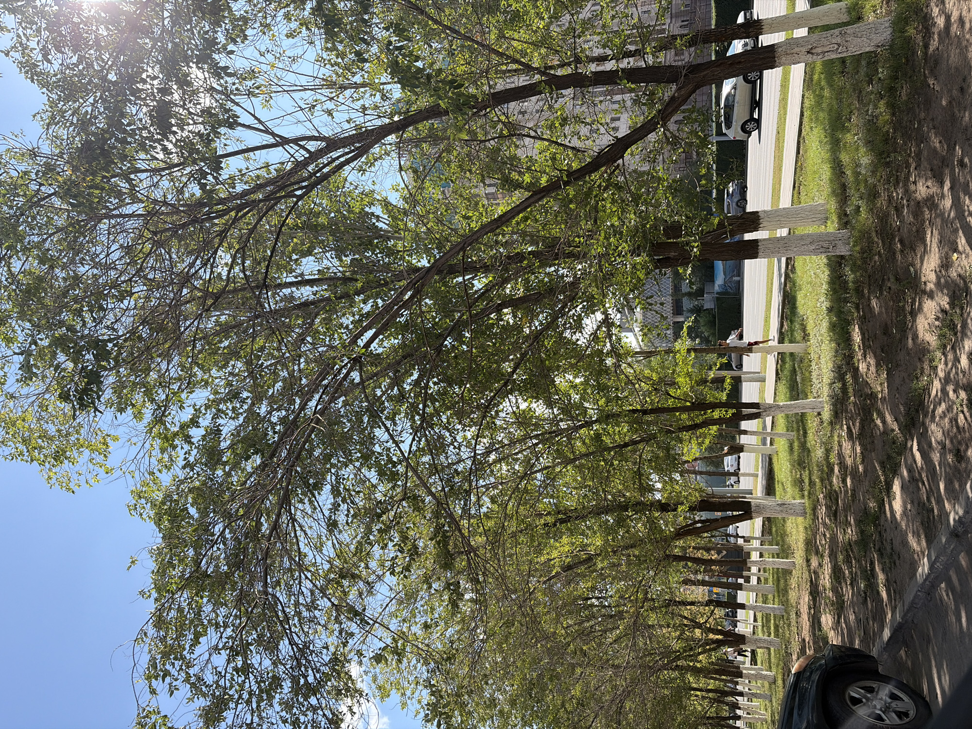 A sunny day scene on a city street in Astana, Kazakhstan, features a row of young trees with their lower trunks painted white, lining a sidewalk next to a road. The trees have green leaves and some bare branches, suggesting early or late summer. Across the road, vehicles are visible, including a white SUV and a darker car. A person in a white t-shirt and red shorts is walking on the sidewalk. In the background, modern buildings with ornate facades rise above the trees. The foreground shows a portion of a dark-colored car parked on the side of the road, with its wheel visible. The ground is a mix of grass, dirt, and shadows cast by the trees.