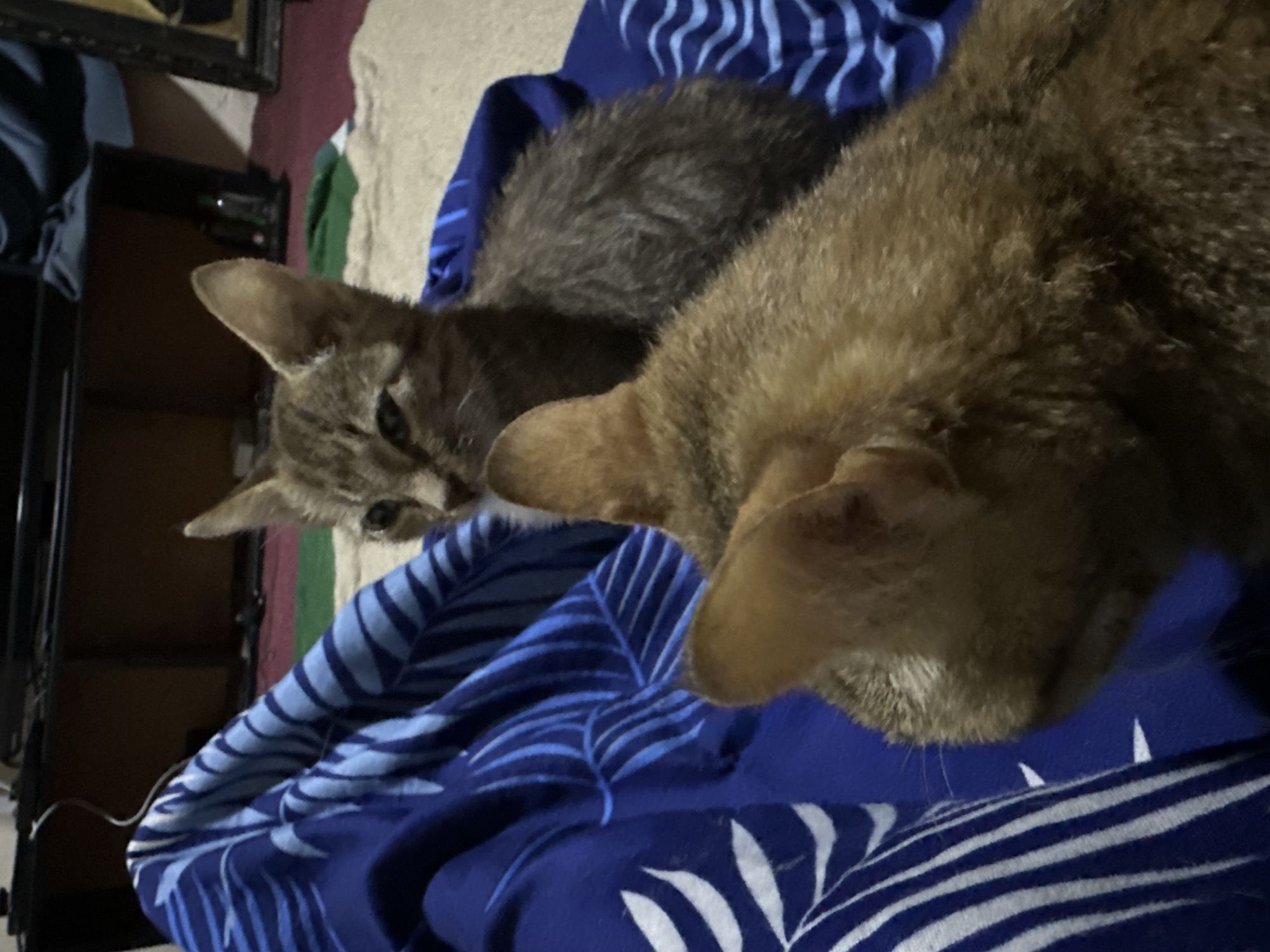 In an indoor setting, possibly a living room in Jos, Nigeria, two cats are visible on a patterned blue fabric, likely a blanket or sheet. The cat in the foreground is ginger-colored and its back and head are facing the viewer. Behind it, a smaller tabby kitten is looking towards the left. The environment appears dimly lit, with some furniture and a carpet visible in the background.