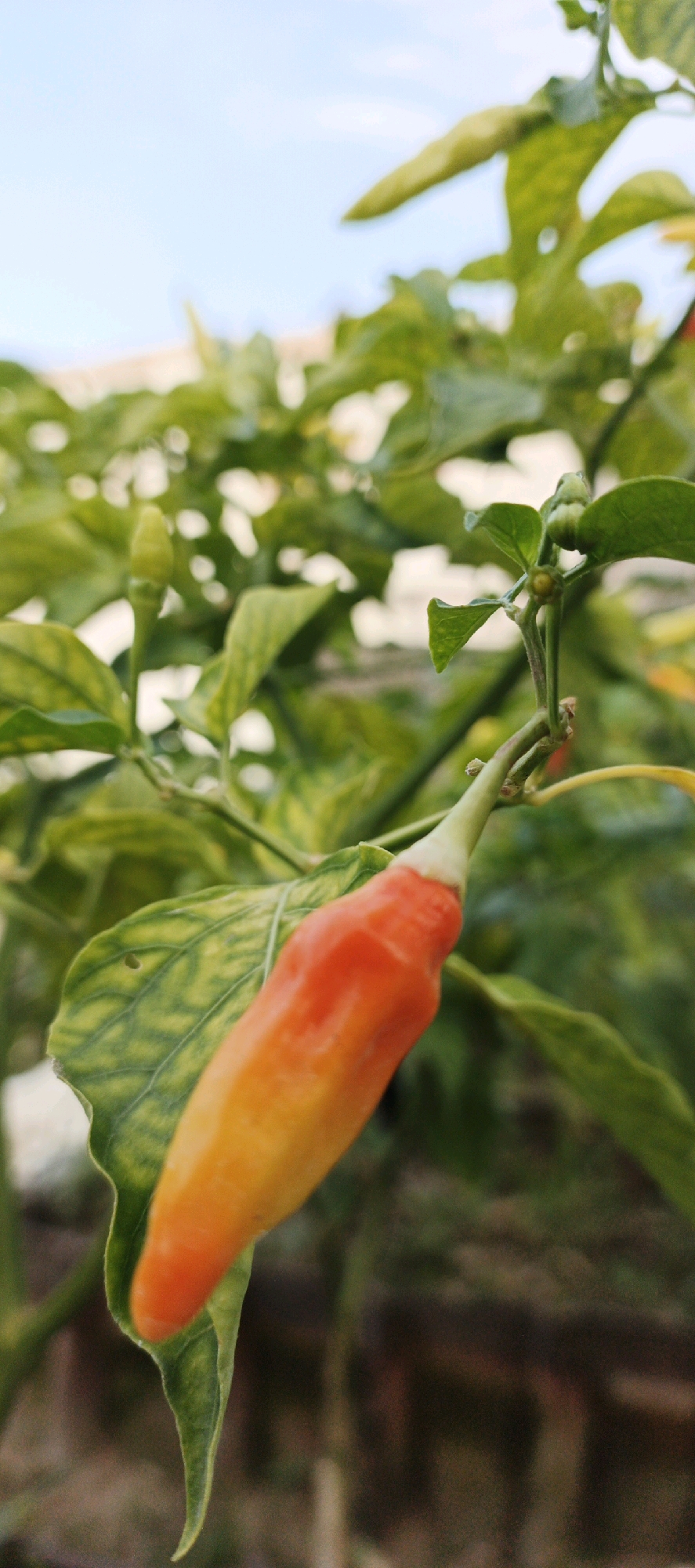 A close-up, vertical, eye-level shot focuses on a single chili pepper on a plant, with blurred green foliage and a bright blue sky in the background. The chili pepper is oblong and slightly curved, transitioning in color from a vibrant orange at the top to a lighter yellow towards the bottom. It is attached to the plant by a thin green stem. The leaves of the plant are a deep green, some showing signs of damage or holes, and are out of focus, creating a bokeh effect. The background consists of the sky, which is a soft, clear blue, and some indistinct shapes that could be buildings or other vegetation. The lighting suggests it is daytime. The image does not depict any people, actions, or interactions. The scene appears to be outdoors, possibly in a garden or agricultural setting.