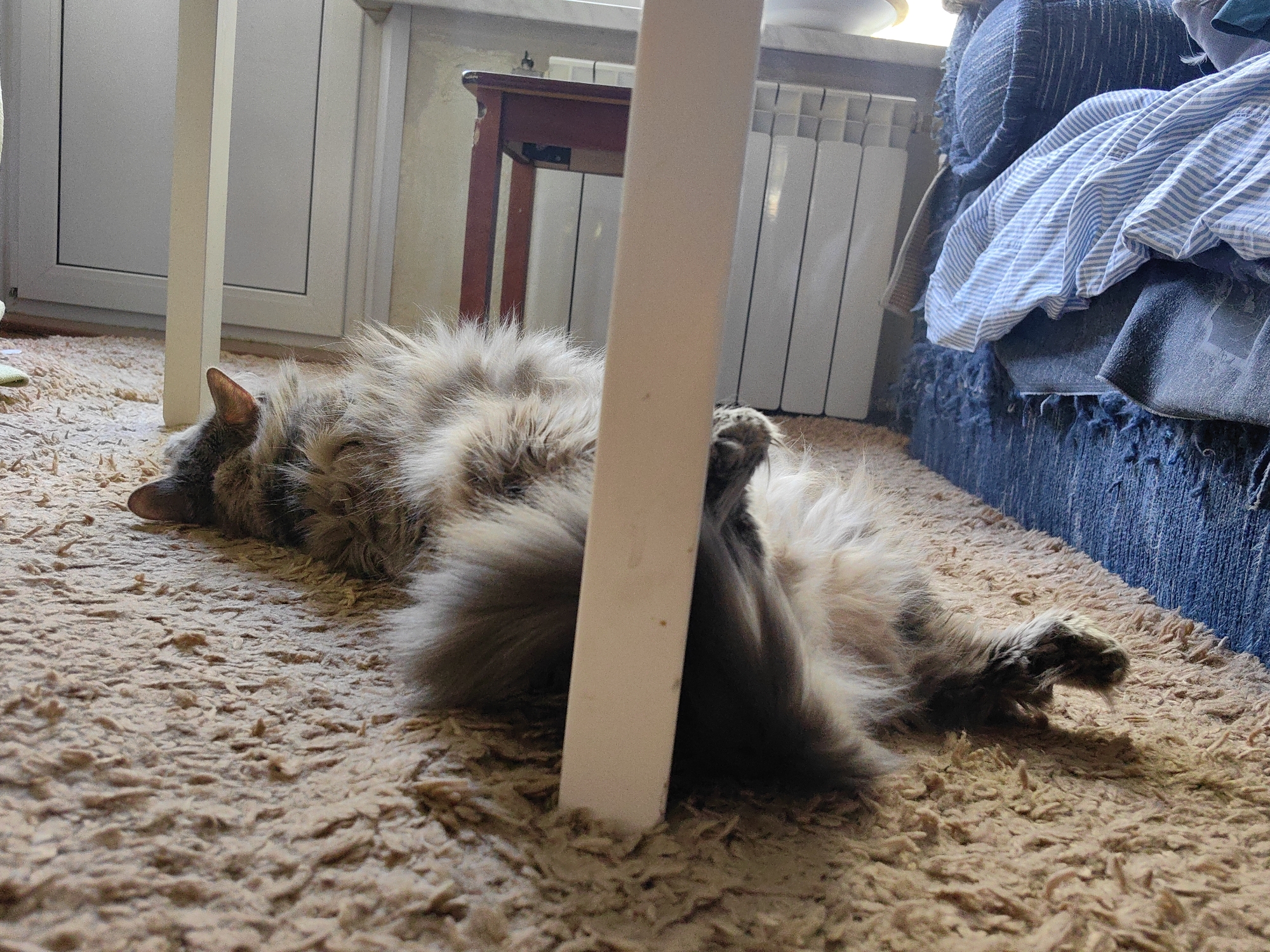 A fluffy, long-haired cat lies on its back on a brown carpet, with its paws in the air near a white table leg. The cat is positioned partially under a table. Behind the table is a radiator and to the right is a blue couch with a striped blanket. The location is likely indoors in Moscow, Russia.
