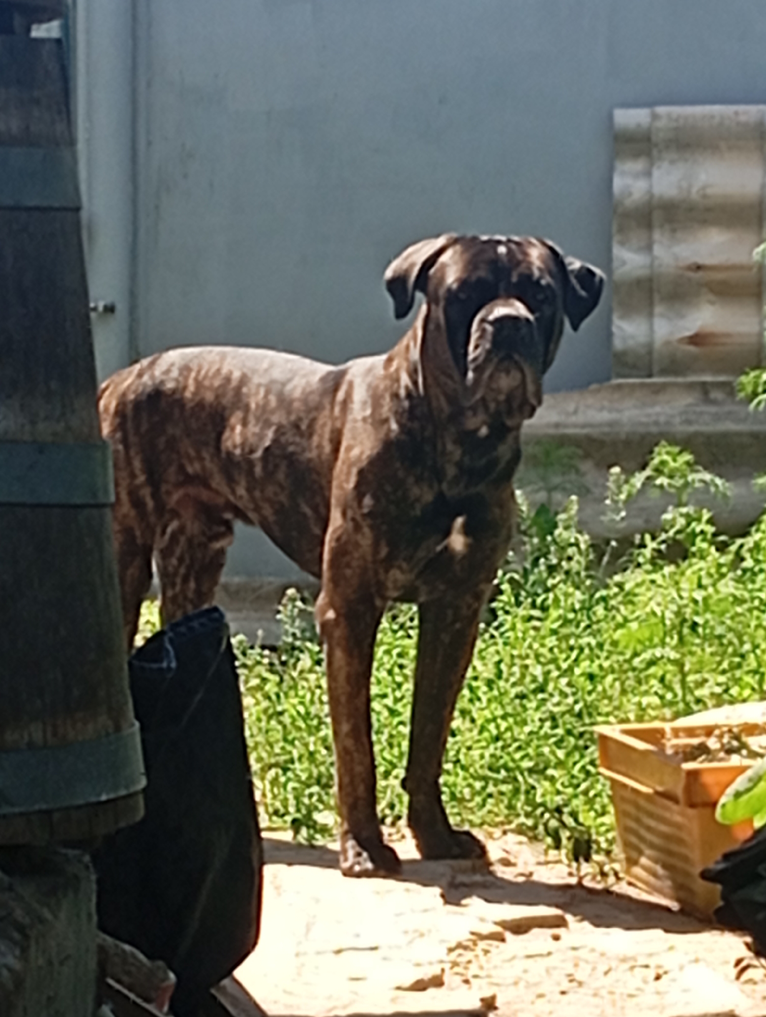 A brindle-colored dog stands outdoors on a sunny day. The dog is facing the camera, with its head slightly turned to its left. Its fur is a mix of dark brown and lighter tan stripes. The dog has a muscular build and a broad head with floppy ears. It appears to be a large breed, possibly a mastiff or similar type.
The background consists of a light gray wall on the left and a lighter-colored wall with horizontal panels on the right. In front of the wall, there is lush green vegetation. To the left of the dog, a dark-colored object, possibly a bag, is visible on the ground. To the right, a wooden planter box with some green leaves protruding from it is present.
The ground is a sandy or dirt surface. The lighting suggests the sun is high in the sky, casting shadows. The scene is set in an outdoor area, likely a yard or garden. There is no indication of the specific location within the city of Brovary, Ukraine, based solely on the visual information in the image.