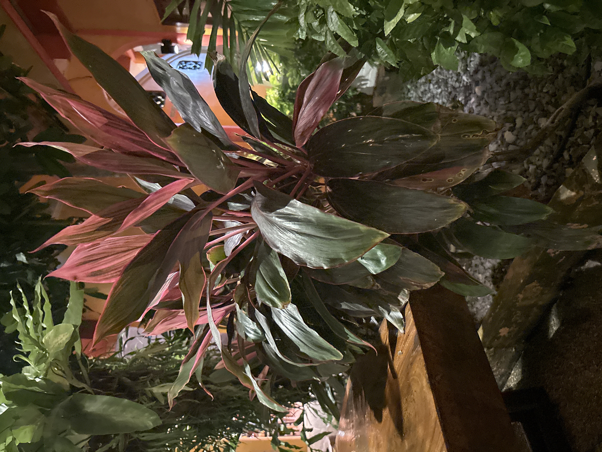 A close-up, medium shot captures a potted Ti plant with striking pink and green leaves situated on a wooden surface. The plant is the primary subject, its broad, elongated leaves displaying a gradient of deep green to vibrant pink, with some leaves showing signs of damage. The wooden surface, likely a table or bench, is smooth and appears to be varnished or polished, reflecting some light. In the background, a variety of other plants are visible, creating a lush, green environment. The scene is dimly lit, suggesting it might be evening or indoors with artificial lighting, casting shadows on the wooden surface. The background elements, including glimpses of illuminated structures and a gravelly ground surface, suggest an outdoor or semi-outdoor setting, potentially a garden, patio, or restaurant area in Chalong, Thailand. No people are present in the frame.