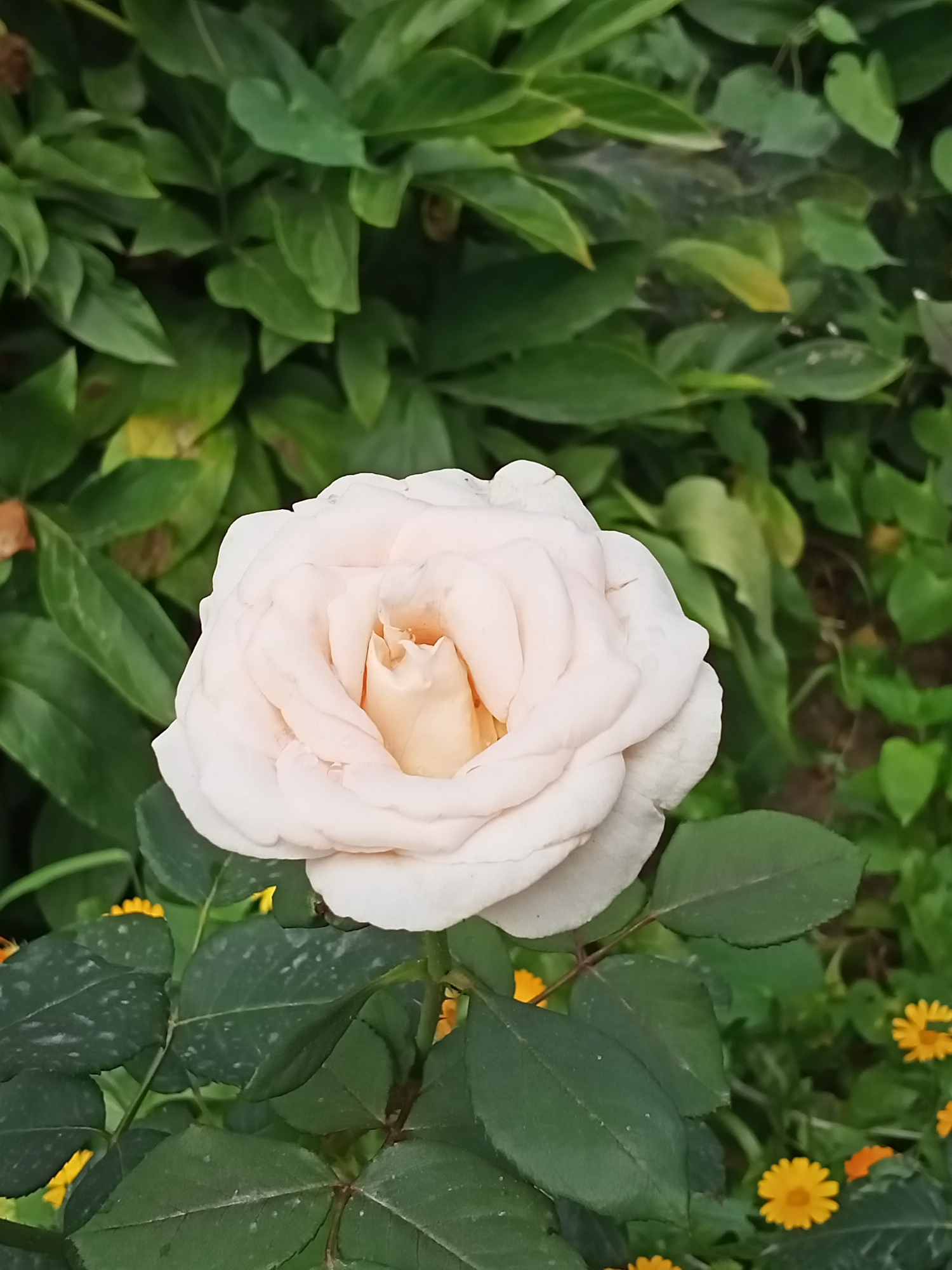 A pale pink rose is in full bloom, its petals gently unfurling to reveal a peachy-colored center. The rose is set against a backdrop of lush green foliage, with some smaller yellow flowers visible in the lower right portion of the frame. The lighting suggests it is daytime, possibly morning or late afternoon given the soft light. The image appears to be a close-up shot taken outdoors in a garden setting. There are no people or animals visible in the image. The image does not provide any specific visual cues to indicate it is located in Sokuluk, Kyrgyzstan.