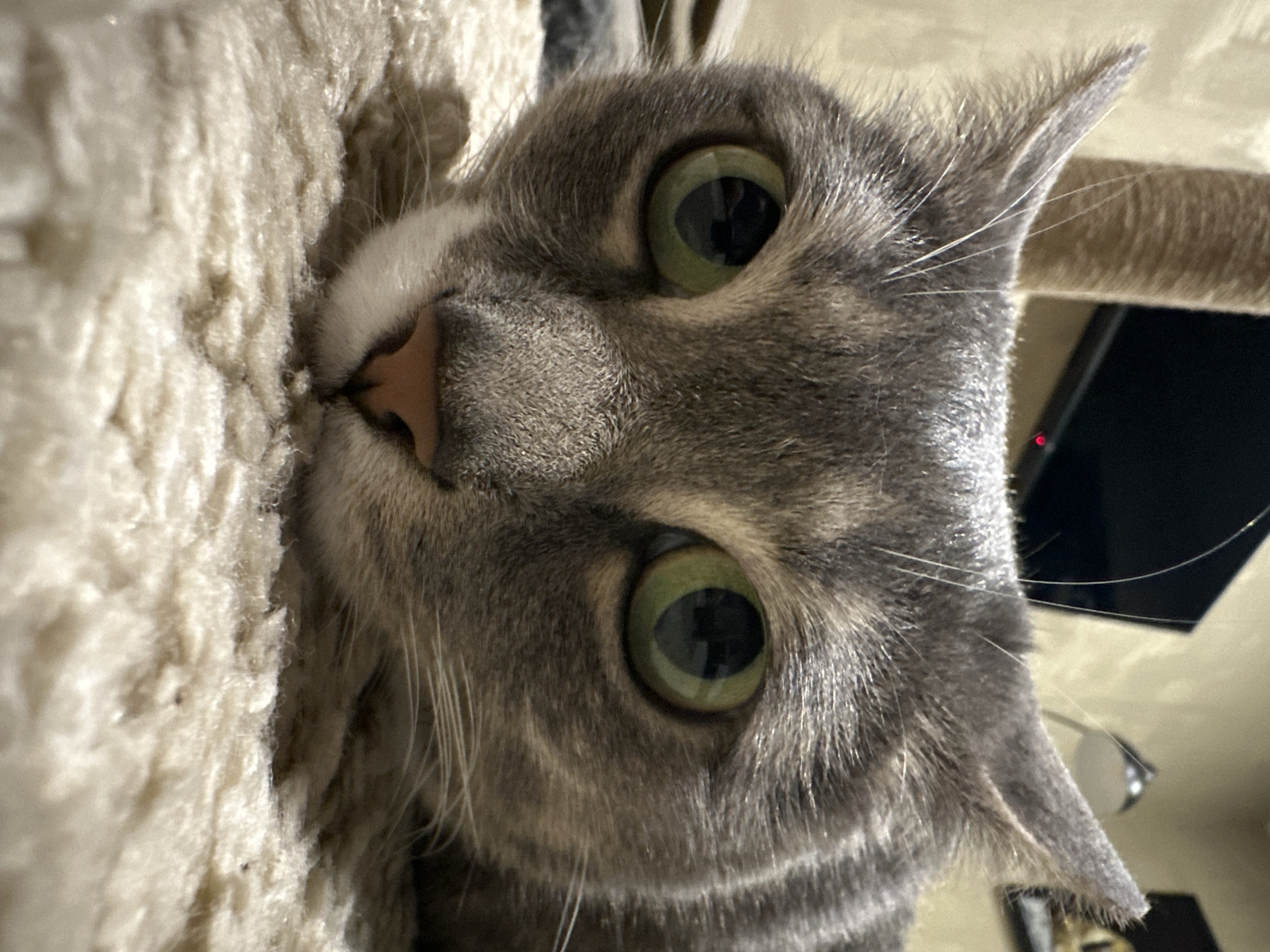 A close-up, eye-level shot captures a grey tabby cat with large, green eyes resting on a cream-colored, textured surface. The cat's face is the primary focus, with its head lowered and resting on its chin. The background is blurred, showing a beige wall, a tall, brown, cylindrical object that appears to be a cat scratching post, and a television screen. The lighting is dim, creating a warm and intimate atmosphere. The image is a still photograph, with no discernible action or interaction taking place.