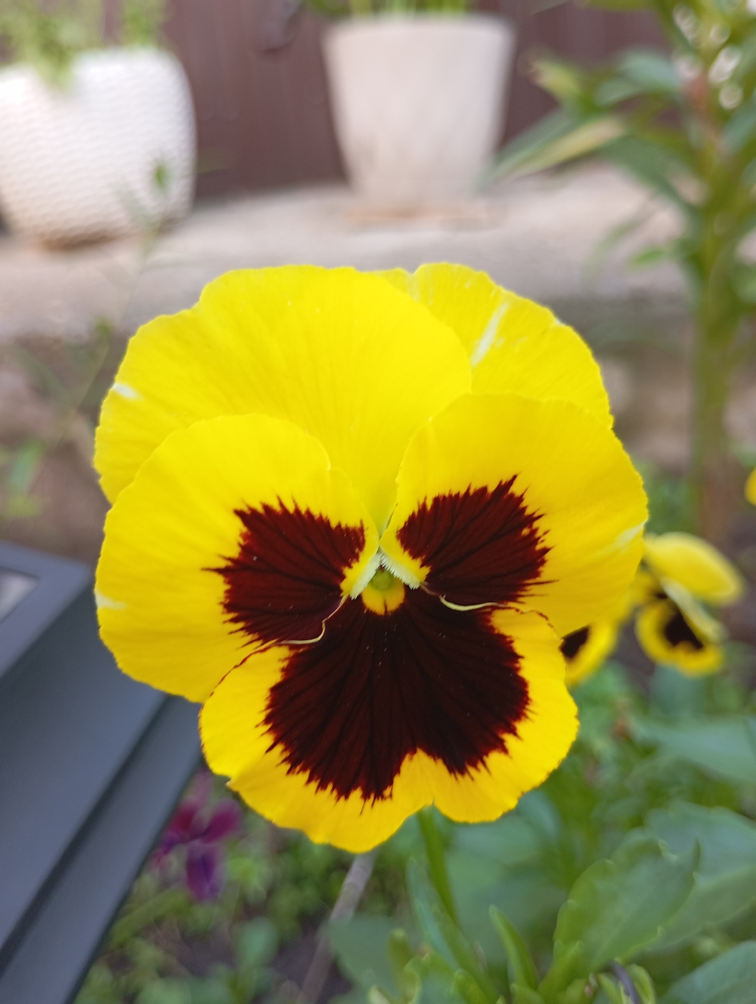 A close-up, slightly angled shot showcases a vibrant yellow pansy with a deep burgundy center. The flower's petals are soft and delicate, with fine veins visible. The background is blurred, featuring hints of greenery, a white planter, and a brown structure, suggesting an outdoor garden setting. The lighting is natural, casting soft shadows. The location in the city of Фоки, Russia, is not discernible from the image itself.