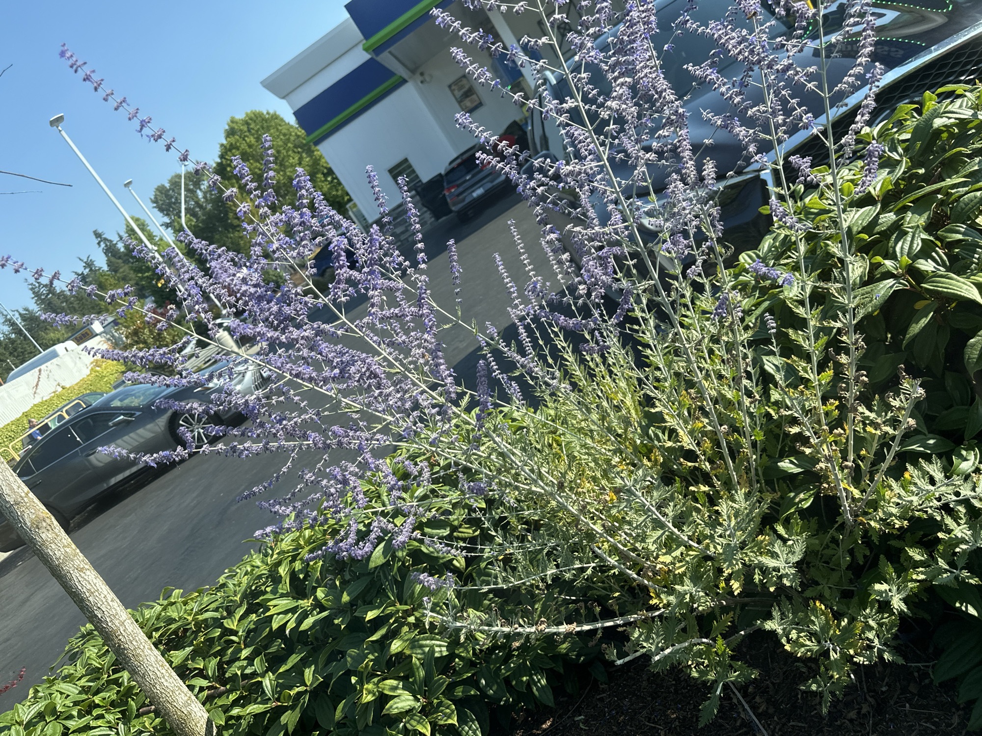 The image shows a close-up of a plant with purple flowers in the foreground, with a gas station and a dark-colored sedan in the background. The gas station has a white and blue facade, with a green stripe along the top. The sedan is parked in front of the gas pumps, which are visible behind the plant. The sky is clear and blue. The scene appears to be a sunny day. The image was taken in Lynnwood, United States of America.