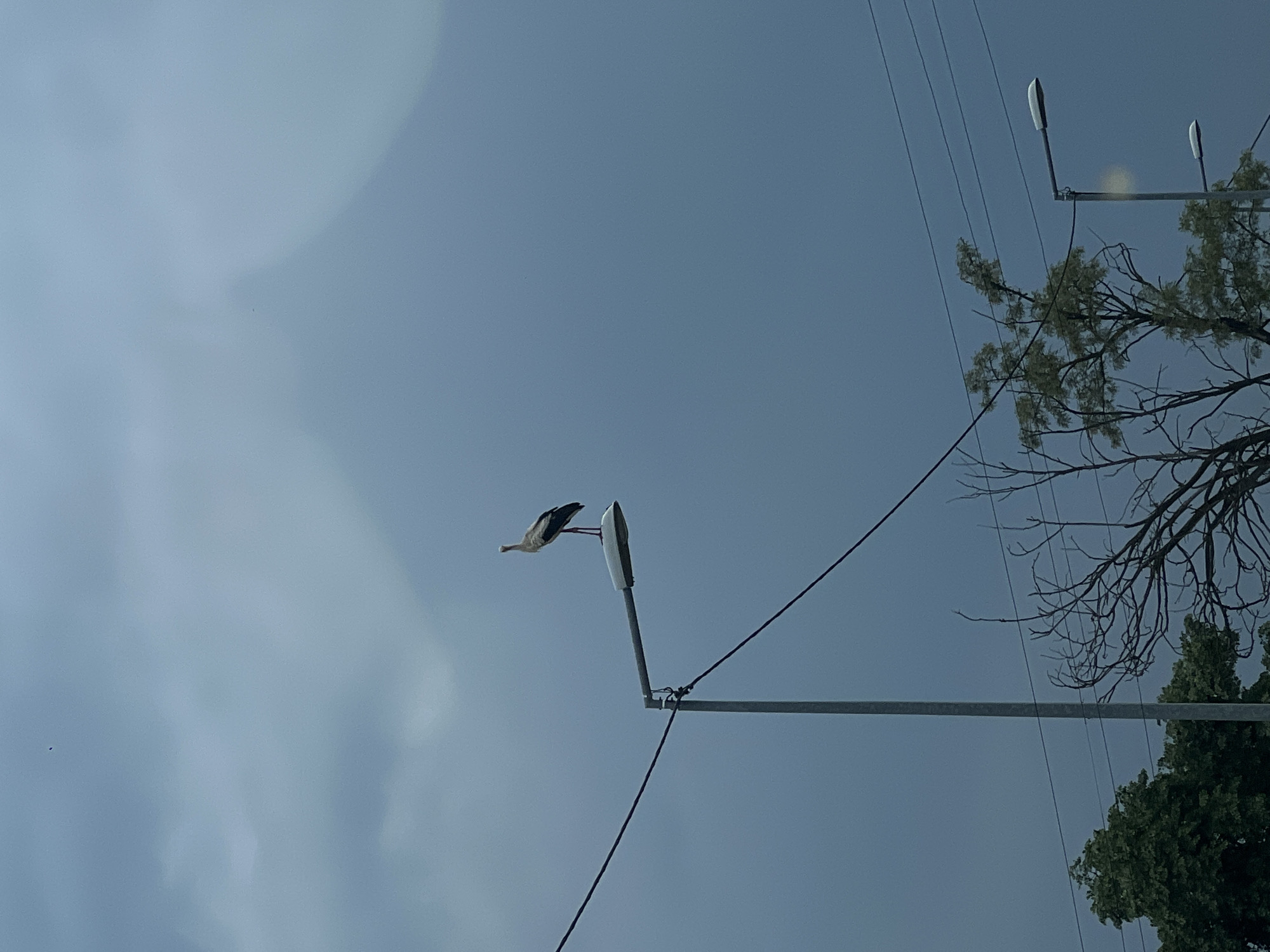 A stork is perched on a streetlight in Gabarevo, Bulgaria. Power lines are visible in the sky. The sky is overcast. Branches from trees are visible on the right side of the image.