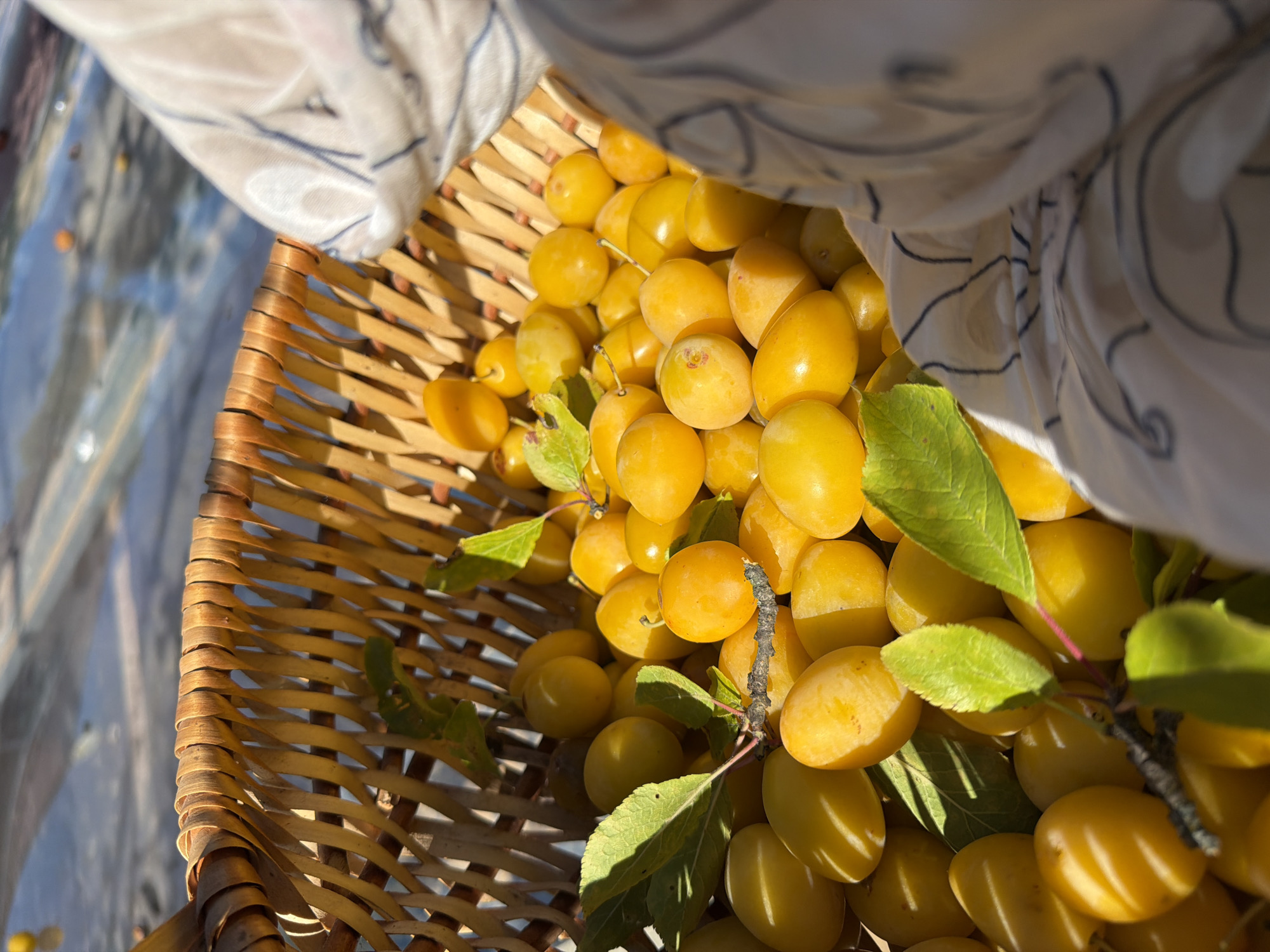 A wicker basket overflows with ripe yellow plums and a few green leaves. The basket is positioned outdoors, likely in a garden or market setting, given the bright sunlight and blurred background that suggests pavement or a road. A patterned fabric, possibly a scarf or clothing, drapes over the right side of the basket, partially obscuring the fruit. The scene appears to be captured during the daytime, with strong shadows indicating the sun's position. The location is identified as Dolgoprudny, Russia.