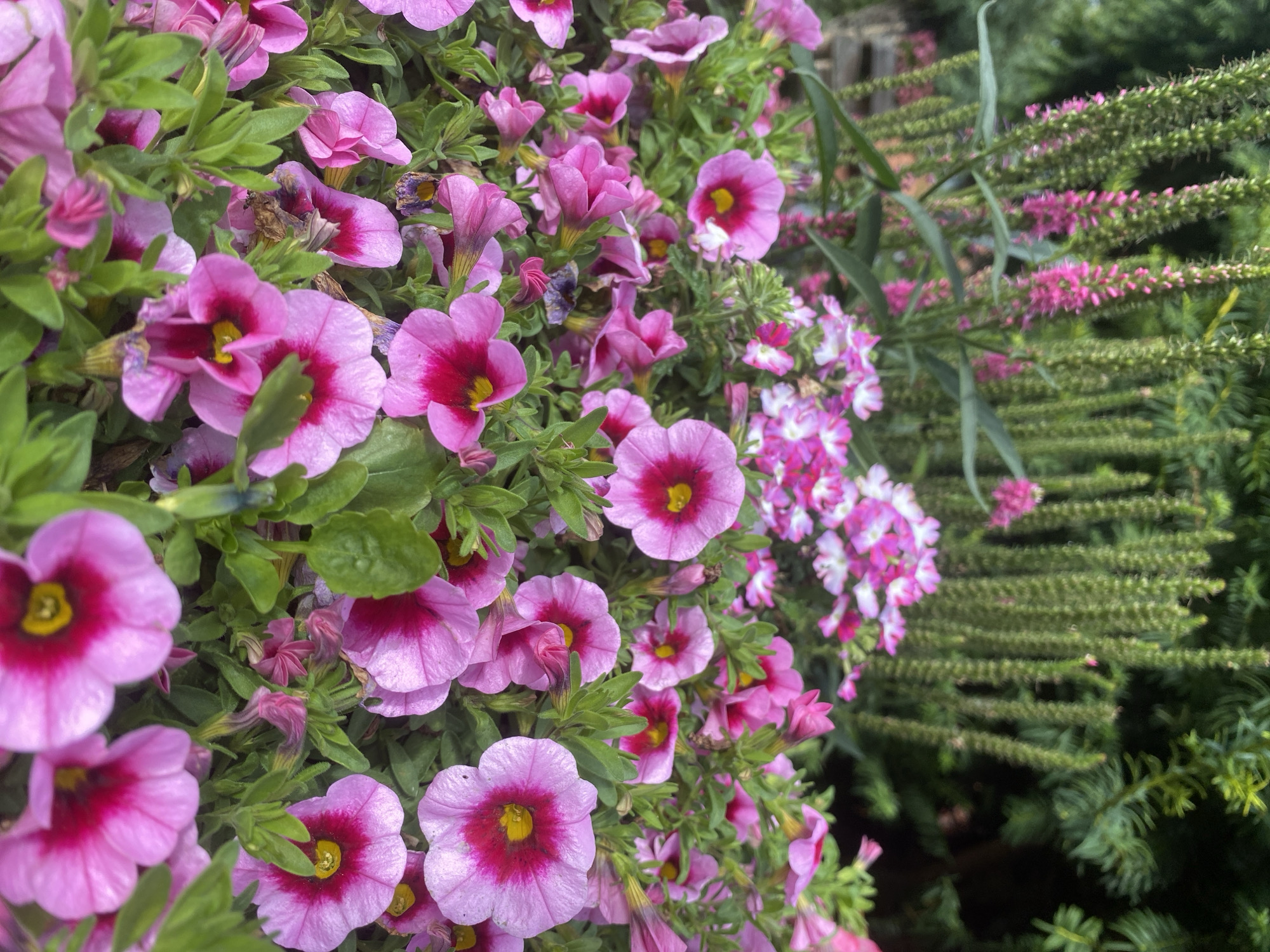 The image shows a close-up of a dense bed of pink and magenta petunias with yellow centers, interspersed with green foliage. In the background, there are tall, spiky green plants with some pink flowers, and dark green conifer branches. The scene is likely an outdoor garden setting. There are no people or animals visible. The specific location within Schwarme, Germany, cannot be determined from the image alone.