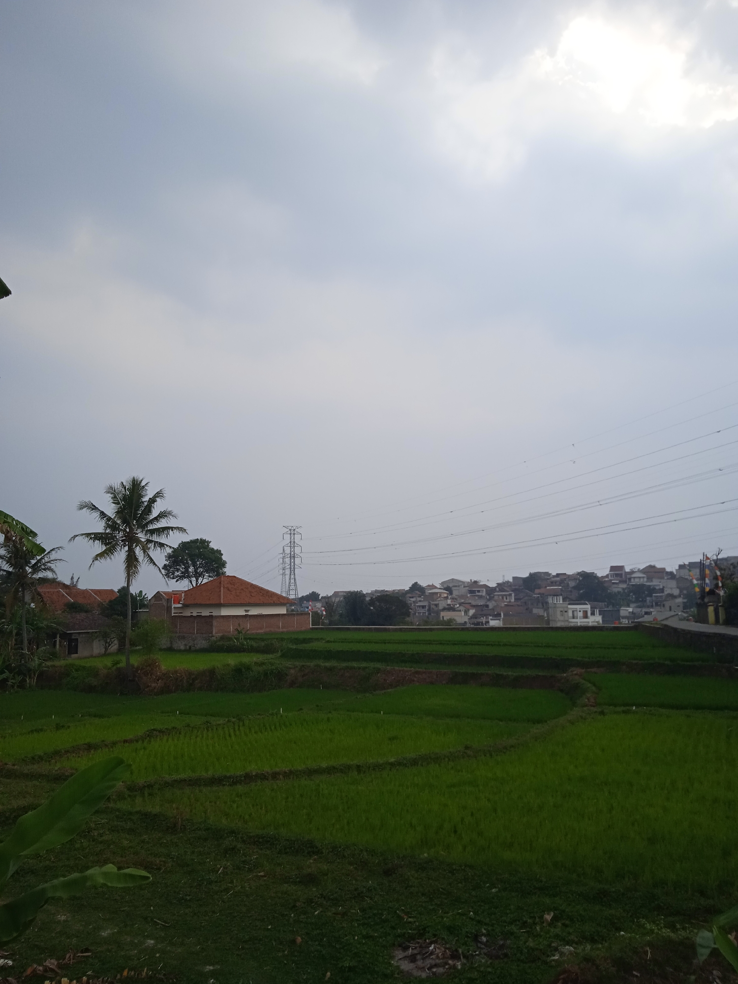 This is a landscape photograph taken in Cileunyi, Indonesia, depicting a rural scene with residential buildings and agricultural fields. The foreground features lush green rice paddies, arranged in terraced levels, with some areas appearing to be recently cultivated. Banana leaves are visible in the bottom left corner, suggesting the presence of tropical vegetation.
In the mid-ground, several houses with red-tiled roofs are scattered amongst palm trees. A prominent, tall electricity pylon stands behind these houses, connected by several high-voltage power lines that stretch across the frame towards the right. Beyond the pylon, a densely populated residential area with a variety of houses, varying in architectural style and color, is visible on a hill. The buildings are mostly light-colored, with some featuring red or brown roofs.
The sky is overcast with diffused light, indicating a cloudy day. A few small, dark bird-like shapes are faintly visible in the sky and near the power lines, likely birds in flight. The overall impression is one of a developing area where rural landscapes coexist with growing urban settlements.