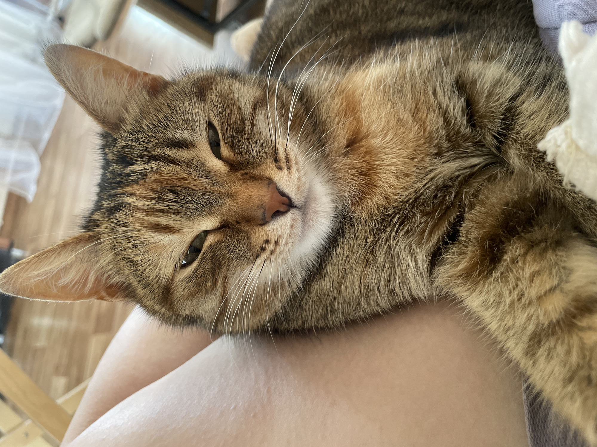 A brown tabby cat with green eyes and a pink nose is resting on a person's lap. The cat is lying down, facing left, with its head tilted slightly down. The person's skin tone is light. The background includes a wooden chair frame and hints of other furniture. It is not possible to determine the location as Noviy, Russia from this image.
