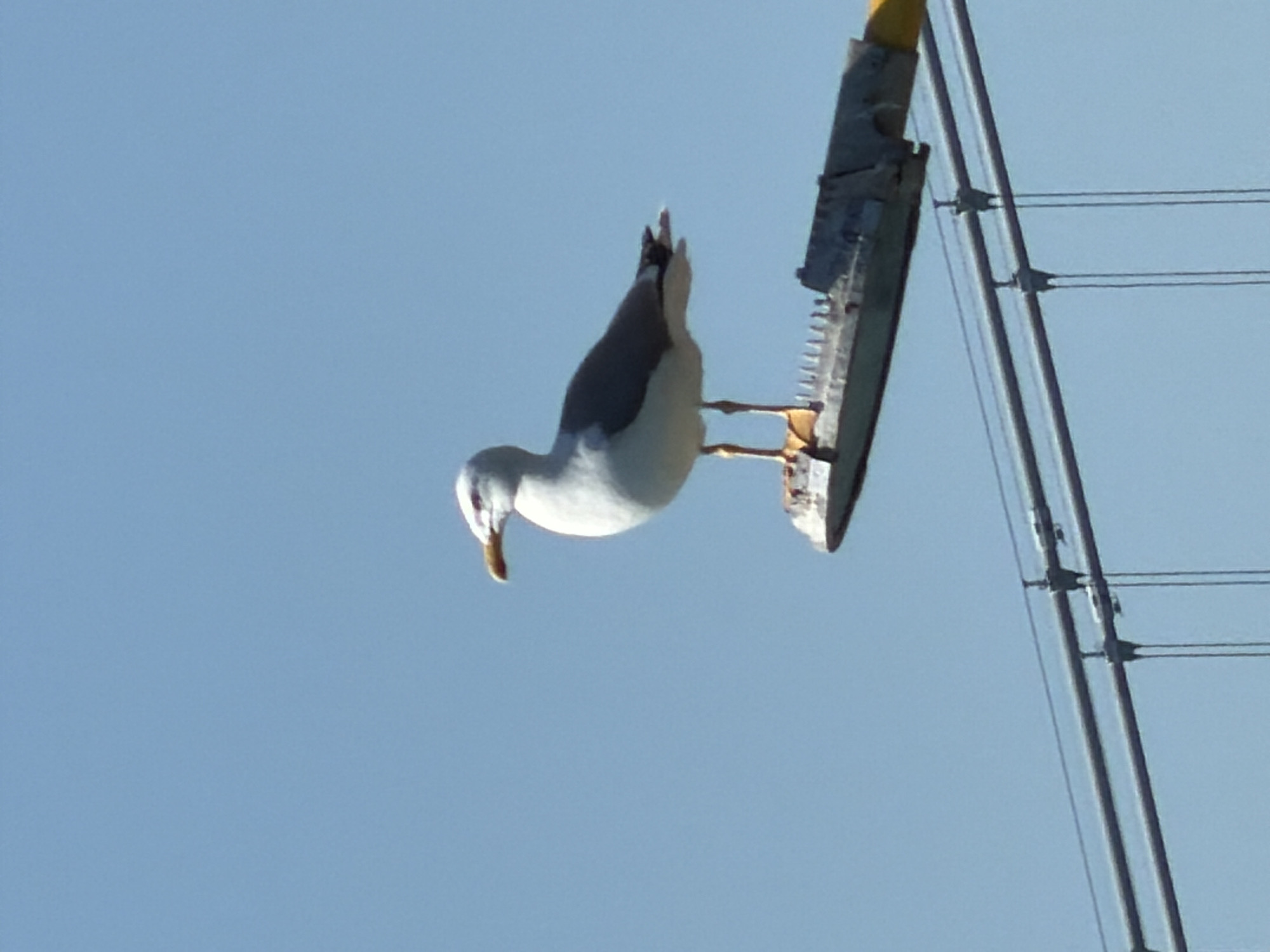 A single seagull stands on a light fixture atop a bridge, set against a clear blue sky. The bird is primarily white with gray wings. The light fixture appears to be part of a suspension bridge's structure. The photograph captures a clear, sunny day.