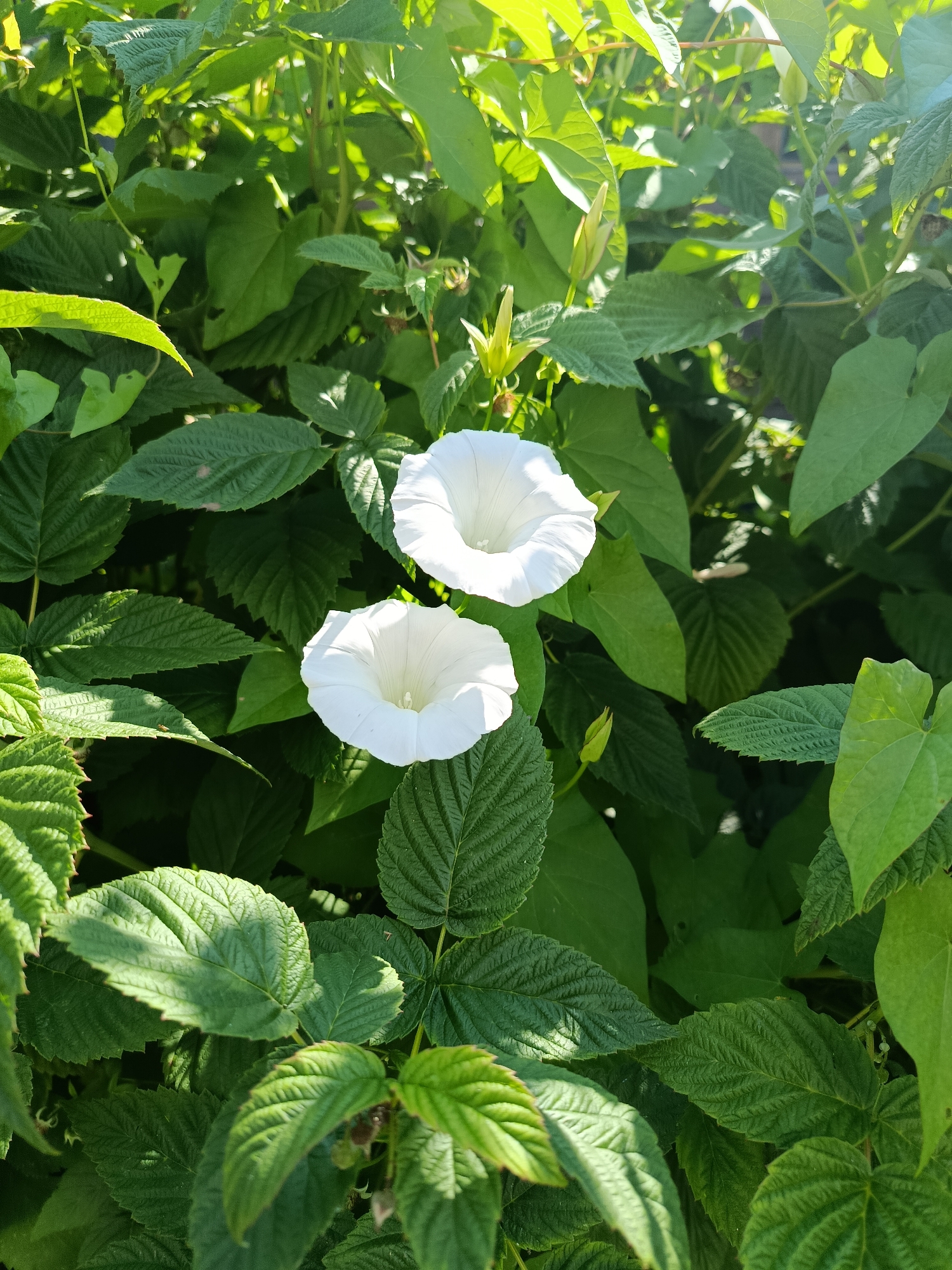 Two white bindweed flowers are in bloom, set against a backdrop of lush green foliage, likely raspberry leaves, bathed in soft sunlight. The image captures a close-up view of nature's beauty. The location is not specified in the image.