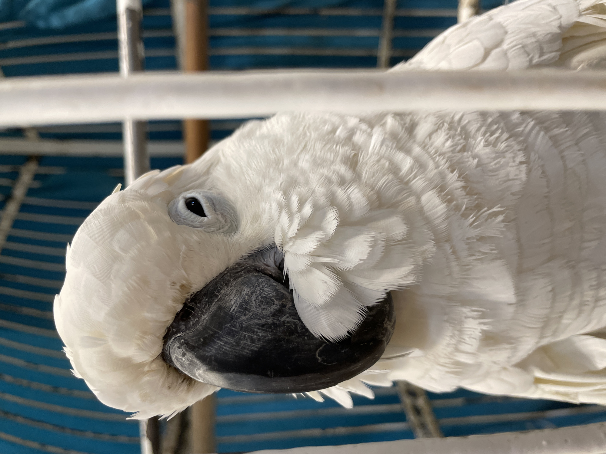 The image shows a white cockatoo with its head resting on its chest, appearing to be sleeping. It is inside a white cage. The background is blurred with blue and white horizontal lines, possibly a wall or another part of the cage.