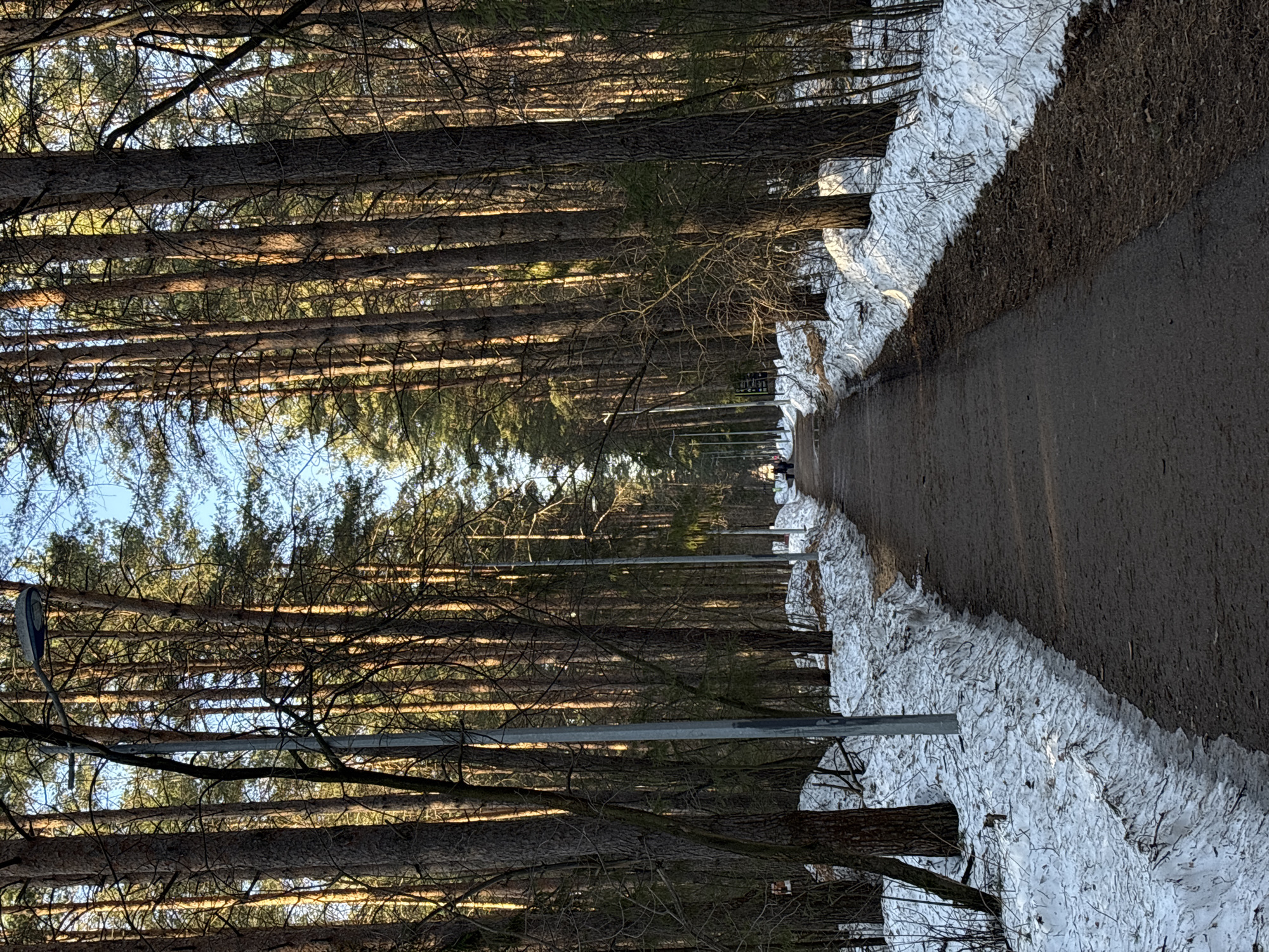 A low-angle, downward shot depicts a snow-lined path cutting through a dense forest in Perm, Russia. Tall pine trees stand close together on either side of the path, their bare branches creating a canopy overhead, partially obscuring the sky. Metal lampposts run parallel to the path, suggesting an urban park setting. Remnants of snow line the edges of the path, indicating a winter or early spring season. The path itself appears to be a mix of asphalt and dirt, suggesting a well-maintained but natural environment. A figure can be seen in the distance on the path.
