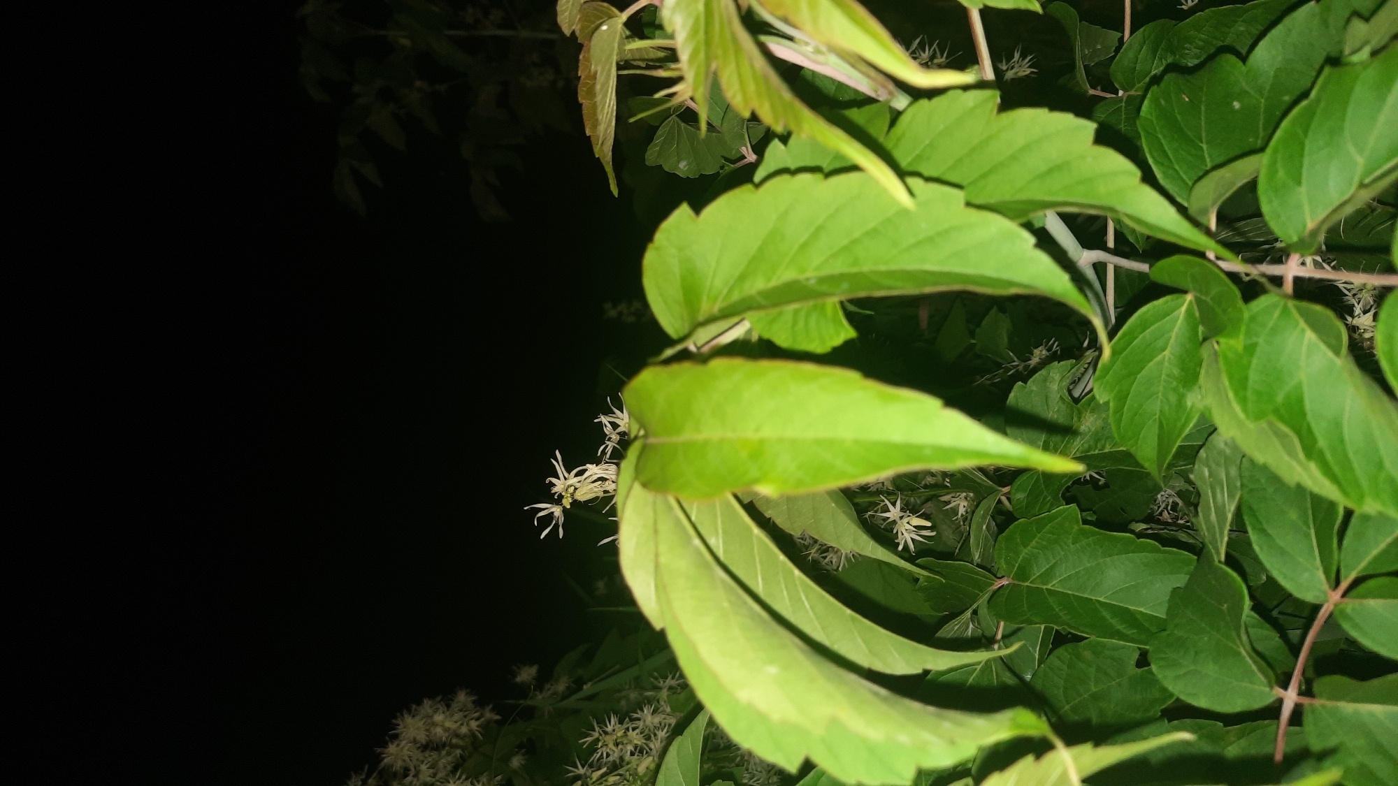 A close-up, low-light photograph captures a dense cluster of green leaves and delicate white flowers. The foreground is dominated by large, broad leaves with visible veins, some appearing slightly curled. Behind them, smaller, star-shaped white flowers with thin petals are scattered amongst more greenery. The background is almost entirely dark, suggesting the photo was taken at night, with only faint outlines of darker foliage visible. The overall impression is one of lush vegetation in darkness. The location is identified as Shklow, Belarus, though there are no contextual clues in the image to support this specific location beyond the provided metadata.