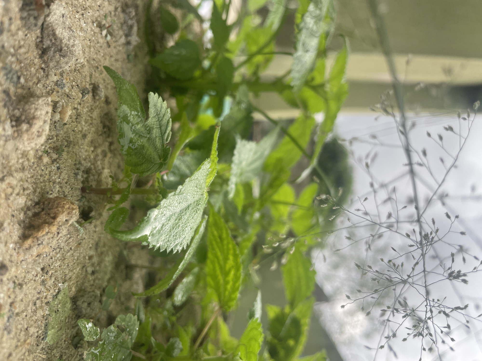 The image shows a close-up view of plants growing beside a wall, possibly in Ado, Nigeria. The wall appears to be constructed of a rough, sandy material, indicating a potential source of soil. The plants are primarily green and leafy, with some exhibiting serrated edges and dew drops. In the background, blurred grass seed heads are visible. The composition suggests a ground-level perspective near a building with some light reflection.