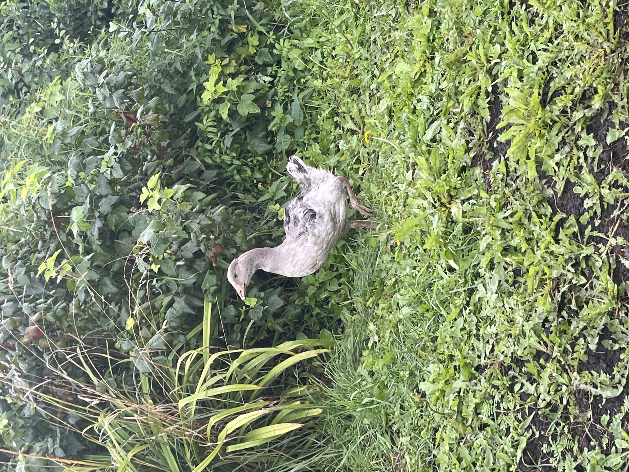 A light gray goose stands in a grassy area with some weeds and tall green plants in the background. The goose is facing to the left of the frame. The background consists of dense green foliage and some lighter green grasses. The ground is covered in green grass and some dark soil.