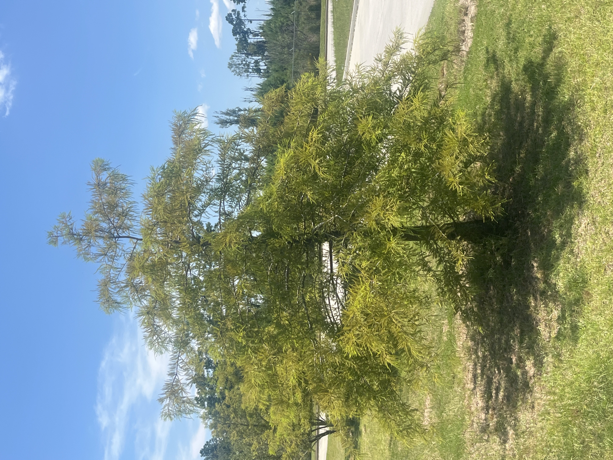 A solitary, medium-sized deciduous tree with a light green, feathery canopy stands in a grassy area under a bright blue sky with scattered white clouds. The tree is casting a shadow on the sun-drenched grass. In the background, a paved surface, possibly a road or parking lot, is visible, bordered by more grass. Beyond that, a line of trees forms a distant treeline. The location is identified as Pooler, United States of America.