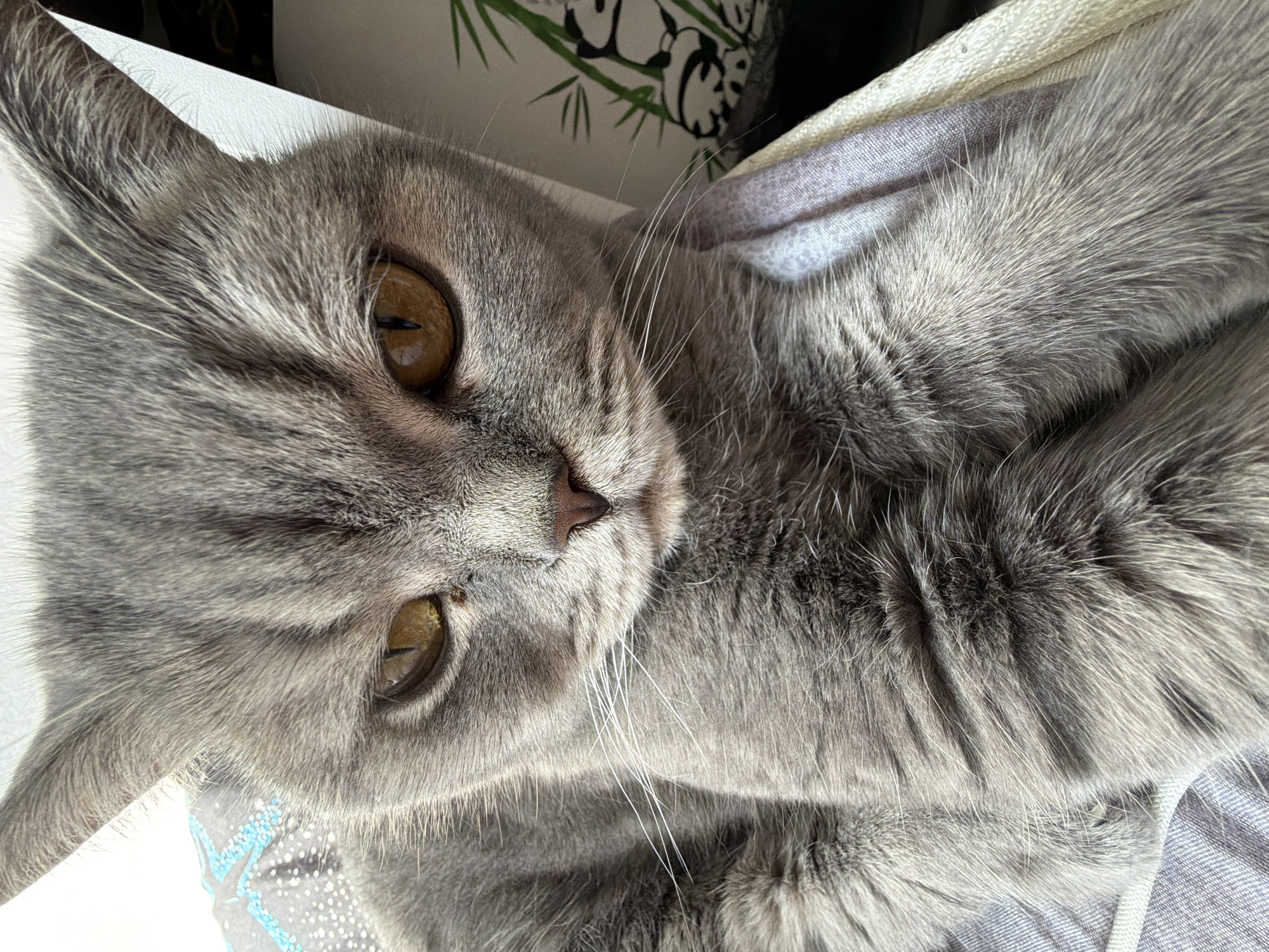 A close-up, horizontal portrait features a grey cat, likely a British Shorthair, resting indoors in Perm, Russia. The cat's head and upper body dominate the frame, with its large, round, amber-colored eyes gazing directly forward, displaying vertical slit pupils that reflect the light. Its fur is dense, short to medium length, and a consistent blue-grey color, appearing soft and well-maintained. Long, prominent white whiskers extend from its muzzle, which also shows a small, dark pinkish-brown nose.
The cat is positioned on a soft, light-colored fabric, possibly a bed or cushion, with parts of its body nestled against another piece of textured, light purple-grey fabric. Behind the cat's head and left ear, a plain white surface is visible, which could be a wall or furniture. In the background to the right, a decorative fabric with a distinctive pattern of light green bamboo leaves and abstract shapes, possibly resembling panda bears, is visible on a light background.
The lighting is soft and bright, suggesting it is daytime, possibly from natural light filtering indoors. The cat's expression is serene, calm, and alert, conveying a sense of quiet observation. No visible text is present in the image.