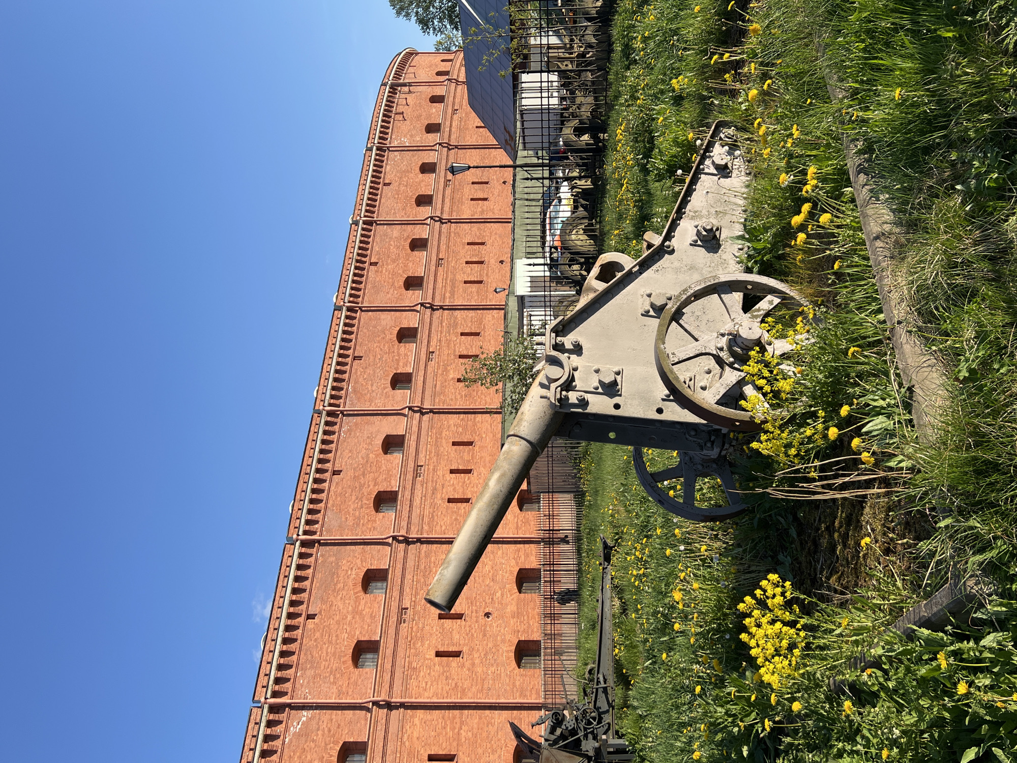 The image captures an outdoor scene in Saint Petersburg, Russia, featuring a vintage cannon positioned in front of a tall, red brick building with multiple stories and arched windows. The cannon is painted in a gray-ish color, and is surrounded by dandelions growing in the grass. A fence and parked vehicles are visible behind the cannon. The sky is clear and blue.