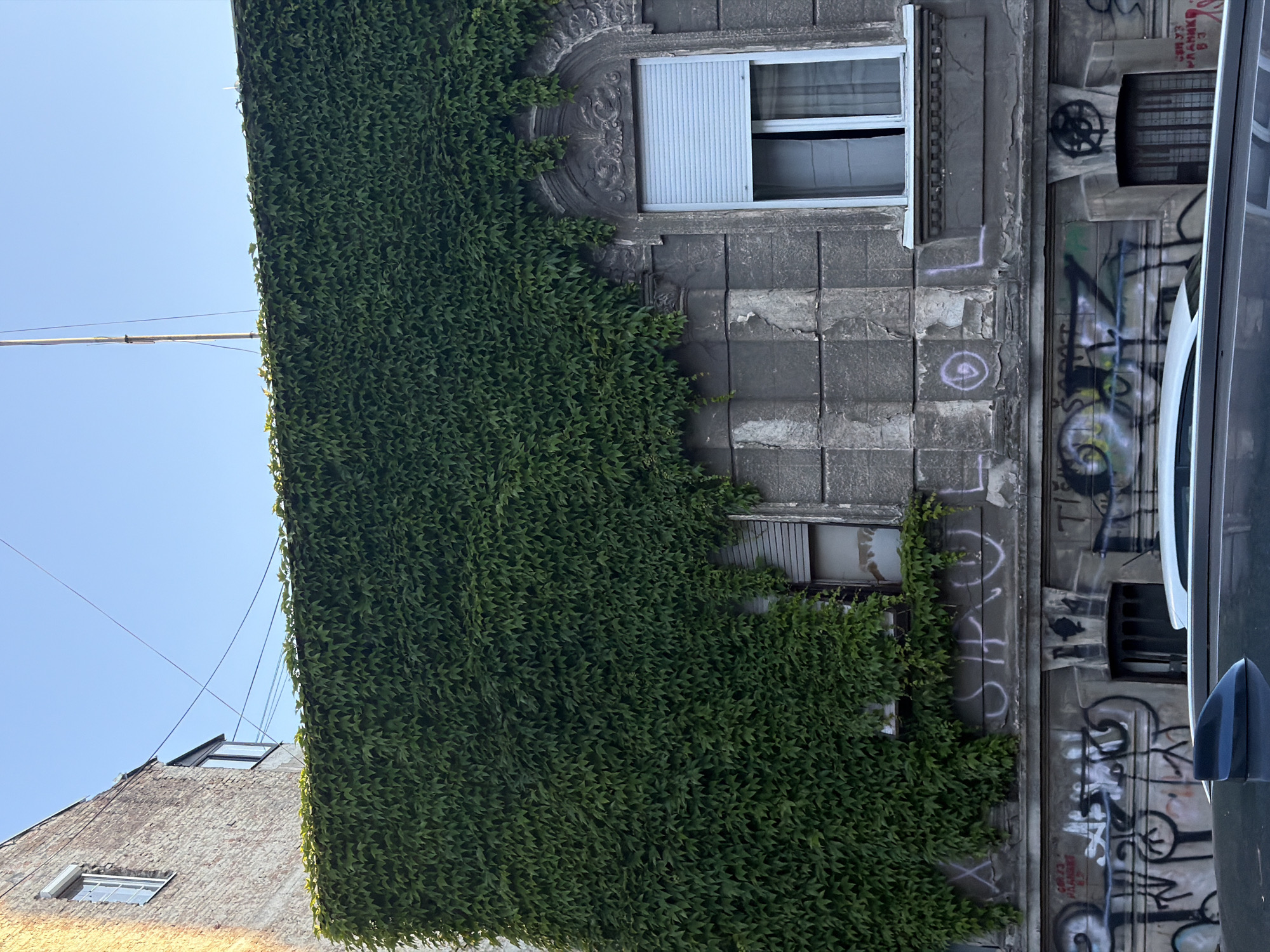 The image depicts a building facade in Belgrade, Serbia, partially covered in dense green ivy. The building is made of gray concrete and shows signs of age and weathering, including visible cracks and discoloration. Graffiti is present on the right side of the building, adjacent to a parked car. Two windows are visible, one on each level of the facade that can be seen, both partially obscured by the ivy. The sky is clear and blue. A portion of another building is visible on the left side, made of brick. Wires are visible stretching to the top left of the image.