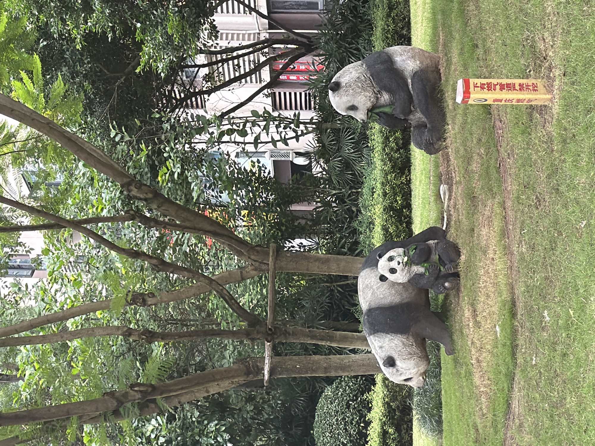The image depicts a park-like setting in the city of Chongqing High-tech Zone, China. In the foreground, on a patch of green grass, are three panda statues. The largest panda is lying on its side, facing left. Next to it, a smaller panda is sitting up, holding a bamboo shoot and eating it. To the right, another large panda statue is seated, also eating a bamboo shoot. The pandas are positioned in front of manicured green hedges. Behind the pandas, several trees with lush green foliage are visible. In the background, a building with a light-colored facade and dark horizontal blinds can be seen. A yellow post with red Chinese characters is planted in the grass near the seated panda. The overall environment suggests a public recreational area.