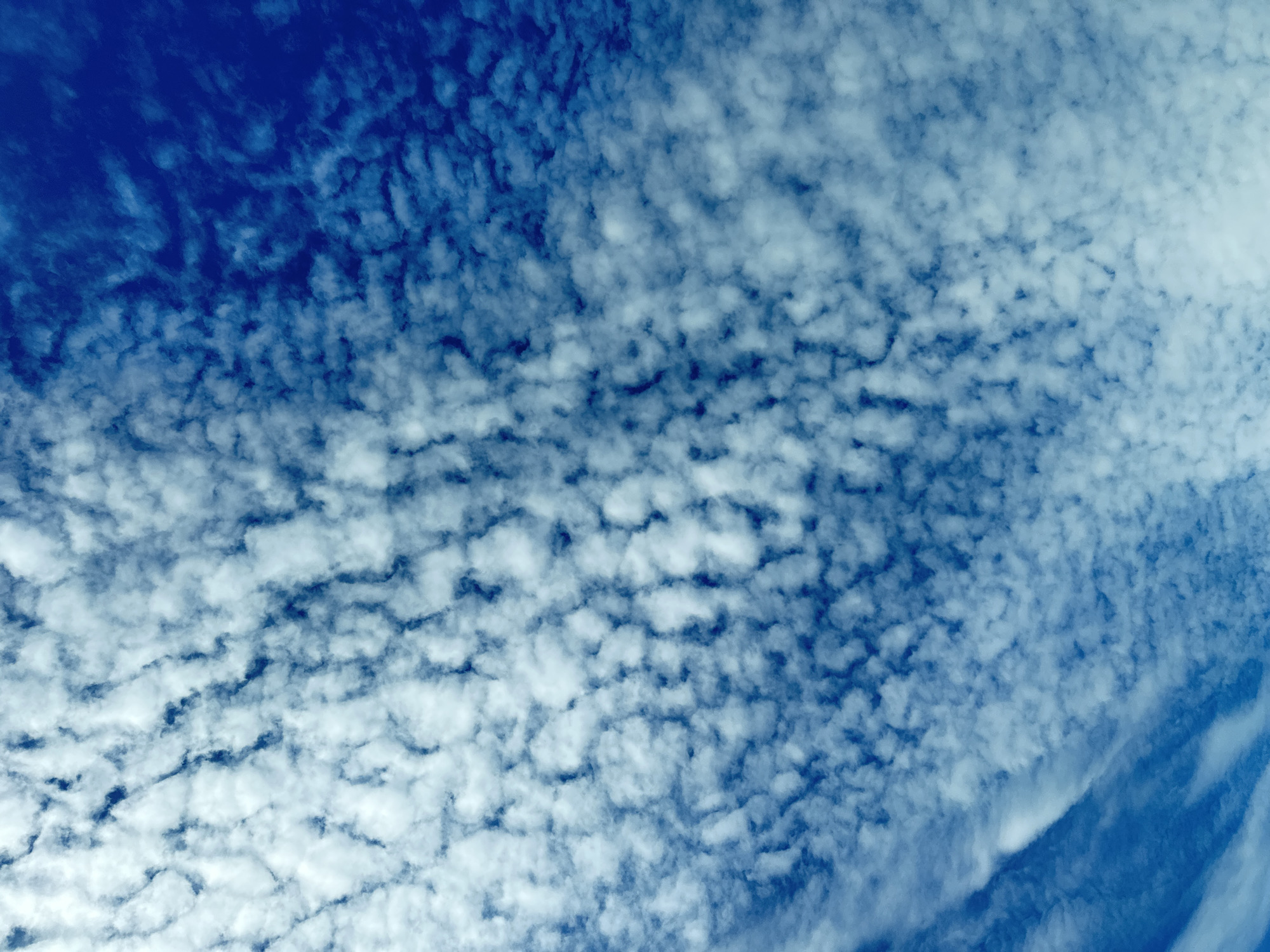 The image captures a vast expanse of the sky above Petropavlovsk-Kamchatsky, Russia. The sky is a deep, vibrant blue, densely populated with a textured pattern of white altocumulus clouds. These clouds are arranged in ripples or waves, creating a mesmerizing, almost patterned effect across the sky. The lighting suggests it is daytime, with the sun likely positioned out of frame, illuminating the clouds from above and highlighting their fluffy, three-dimensional appearance. No people, subjects, objects, or actions are visible, as the image focuses solely on the natural atmospheric phenomenon. The environment is entirely the sky.