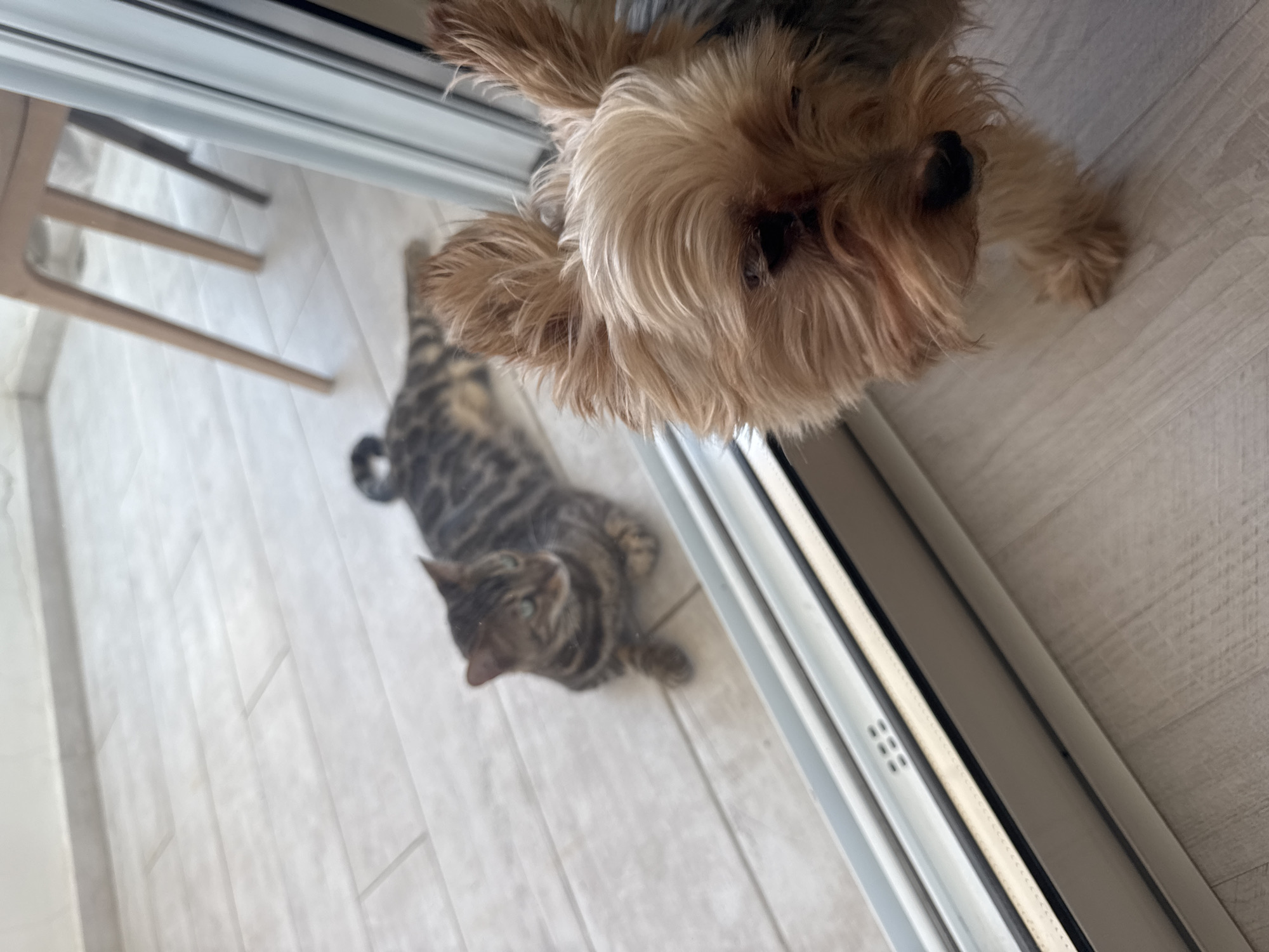A small, tan-colored Yorkshire Terrier stands in the foreground, facing slightly to the left. Its fur is disheveled, and its eyes are dark and partially obscured by fur. Behind the dog, through a glass partition, a tabby cat is lying on a light-colored tiled floor. The cat is looking towards the left of the frame, with its body partially visible. The environment appears to be indoors, possibly a home, with a chair visible in the background through the glass. The lighting is bright, suggesting daylight. The scene is located in the Agios Tychona Community, Cyprus.