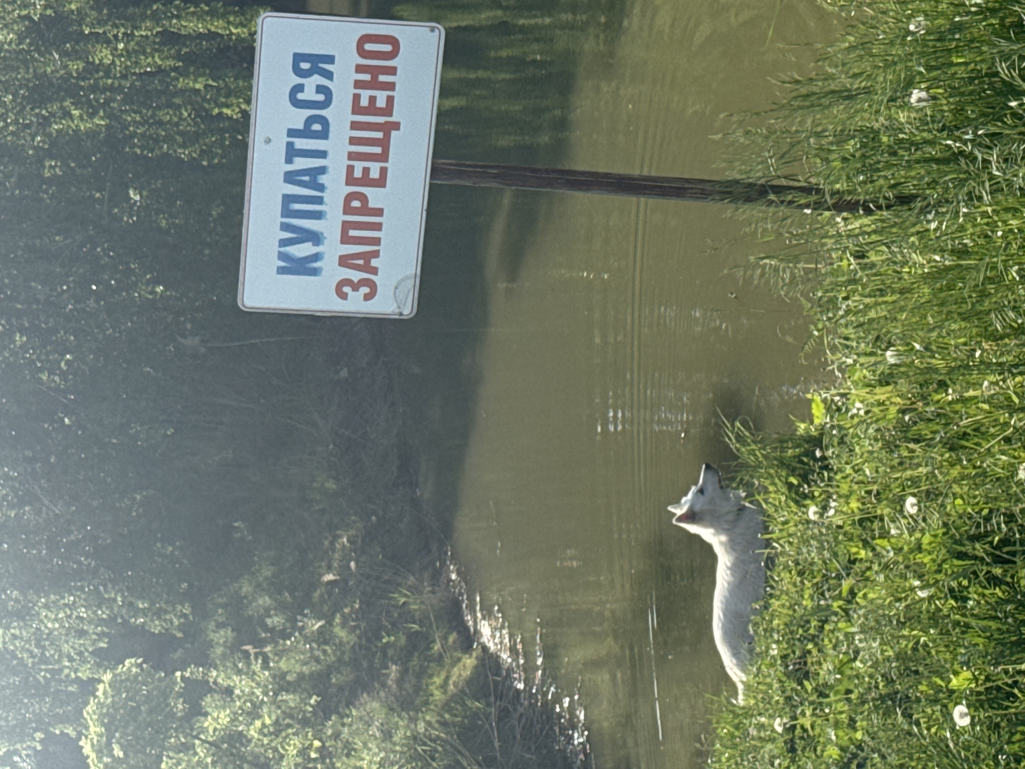 The image shows a body of water with a sign that reads "KUPAT'SYA ZAPRESHCHENO" (Swimming Prohibited) in Russian, suggesting this is located in a Russian-speaking area. The city of Khvalynsk, Russia is specified. A white dog is standing in the water near some reeds or tall grass, apparently ignoring the sign. The environment appears to be a park or recreational area by the water's edge. The light suggests it may be morning or late afternoon.