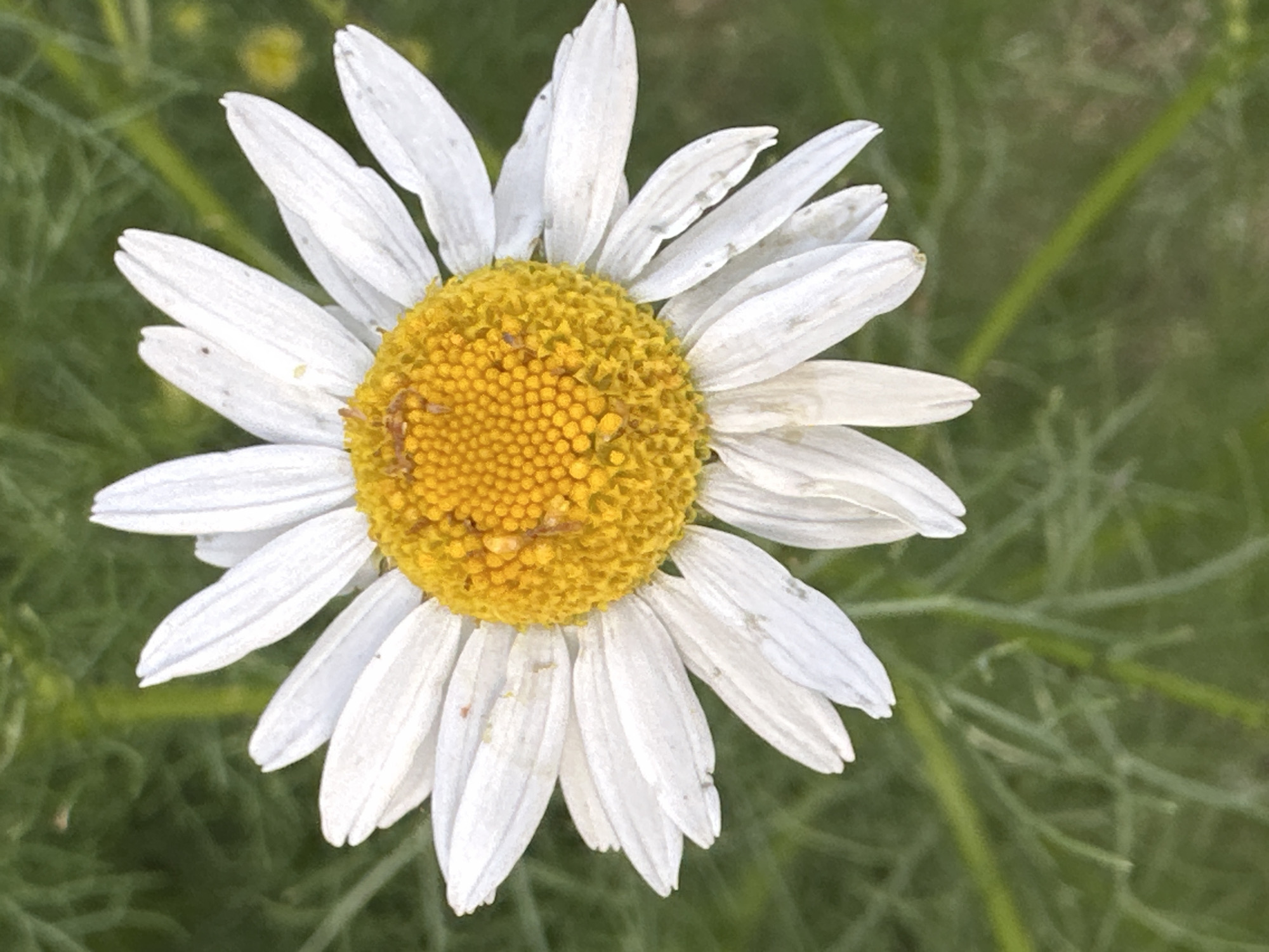 This is a close-up, overhead shot of a single daisy with a bright yellow center and white petals. The flower is centered in the frame, with its petals fanning outwards. The background is a soft-focus blur of green foliage, suggesting an outdoor environment. There are no people or visible structures in the image. The image does not contain any information that would allow for its location to be specified as Novoyeniseyka, Russia.