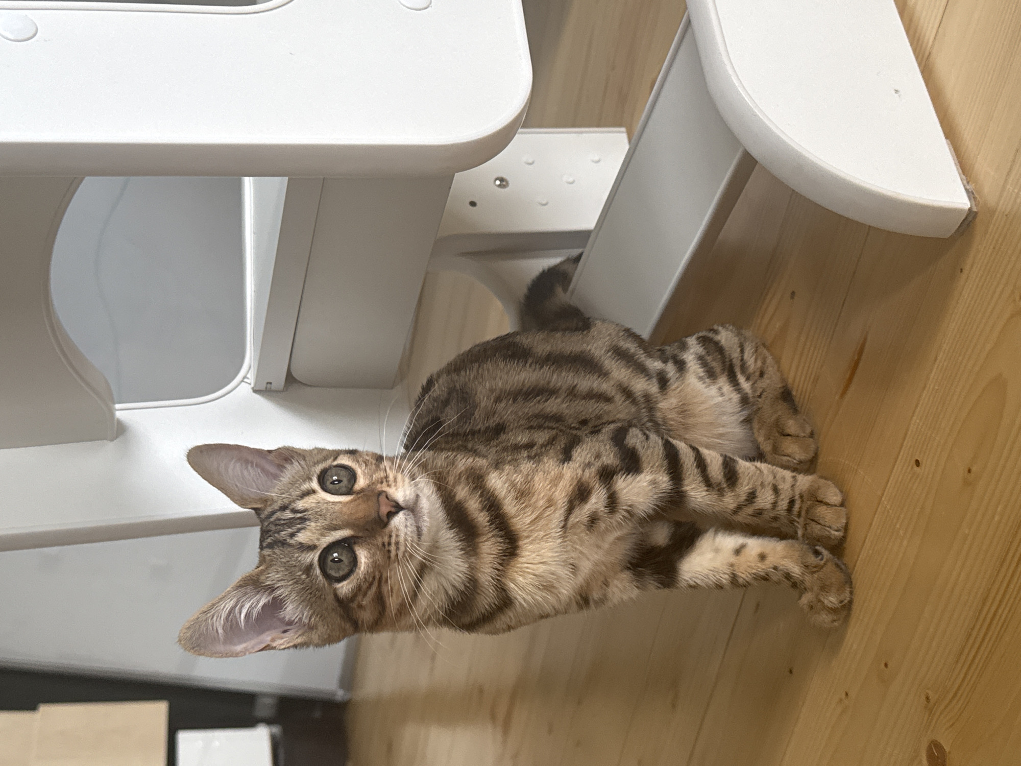 The image shows a young Bengal cat sitting on a light wooden floor next to a white piece of furniture, possibly a high chair. The cat is facing to the right, with its head turned slightly towards the viewer. It has distinctive dark stripes on its golden-brown fur and large, alert green eyes. The furniture has a curved base and a horizontal surface. The background is out of focus, showing some shelving units on the left and a white wall on the right. The lighting suggests an indoor environment, possibly a home. There is no information about the location being Rzhev, Russia, or any other city.