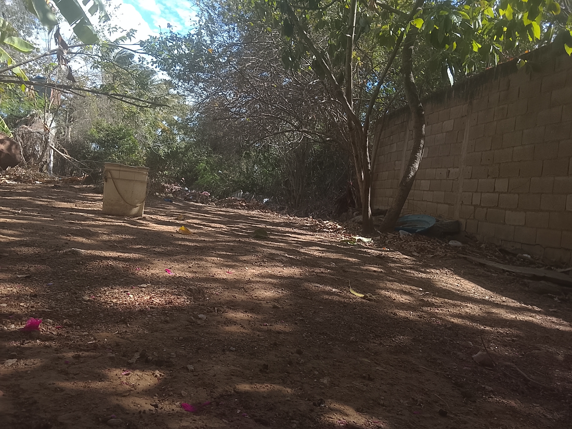 The image depicts an outdoor scene, likely a yard or unpaved area in Altagracia, Venezuela. The ground is dirt and partially shaded. There are scattered leaves, debris, and a few pink flower petals on the ground. A light-colored plastic bucket sits on the left side. A tree is positioned near a tan brick wall to the right. In the background, there is vegetation including trees and bushes. The sky is visible with some clouds.