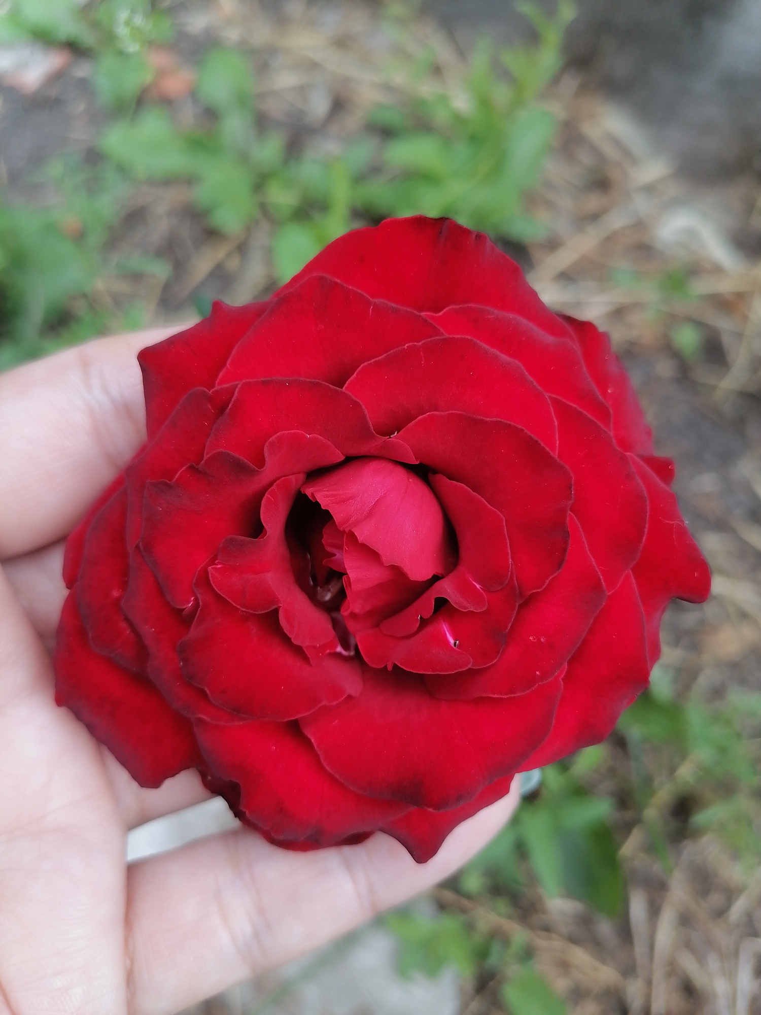 A close-up, high-angle shot captures a deep red rose held in a person's hand. The rose is in full bloom, with its velvety petals unfurling in a spiral. The hand is cupped, supporting the delicate flower. The background is out of focus, showing blurred green foliage and dry, light-brown grass, suggesting an outdoor setting, possibly a garden in Lobkovo, Russia. The lighting is natural, highlighting the rich color of the rose and the texture of its petals.