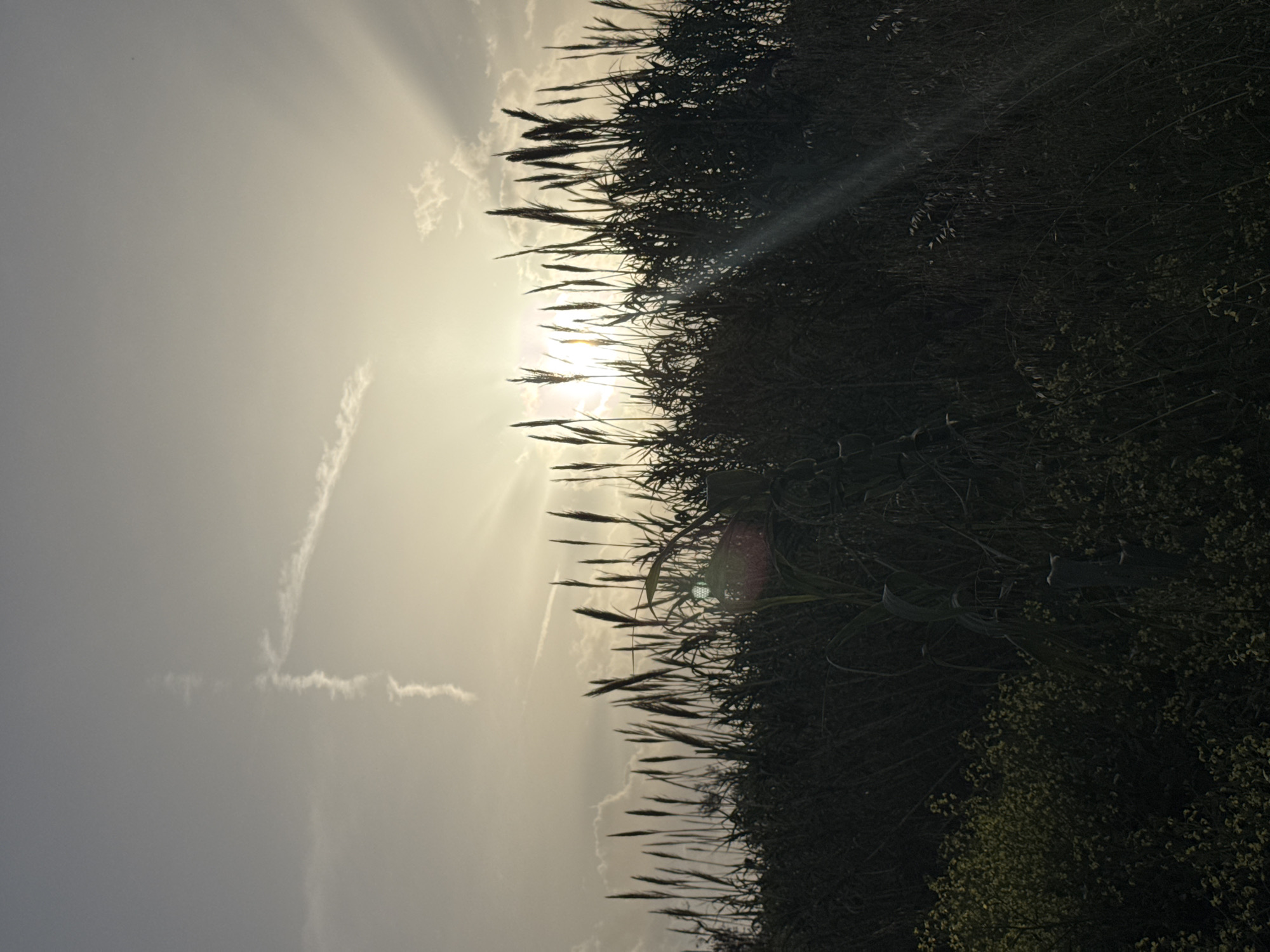 The image depicts a low-angle view of vegetation silhouetted against a bright, overcast sky. The sky transitions from a light gray near the horizon to a brighter, nearly white area where the sun is positioned behind the vegetation. Crepuscular rays are visible, emanating from the sun and scattering across the sky. The vegetation appears to be a mix of tall grasses and bushes, forming a dense mass that obscures the lower portion of the image. A faint contrail is visible in the sky. The scene is a backlit shot.
The image does not contain sufficient information to determine the specific location within Bar, Montenegro.