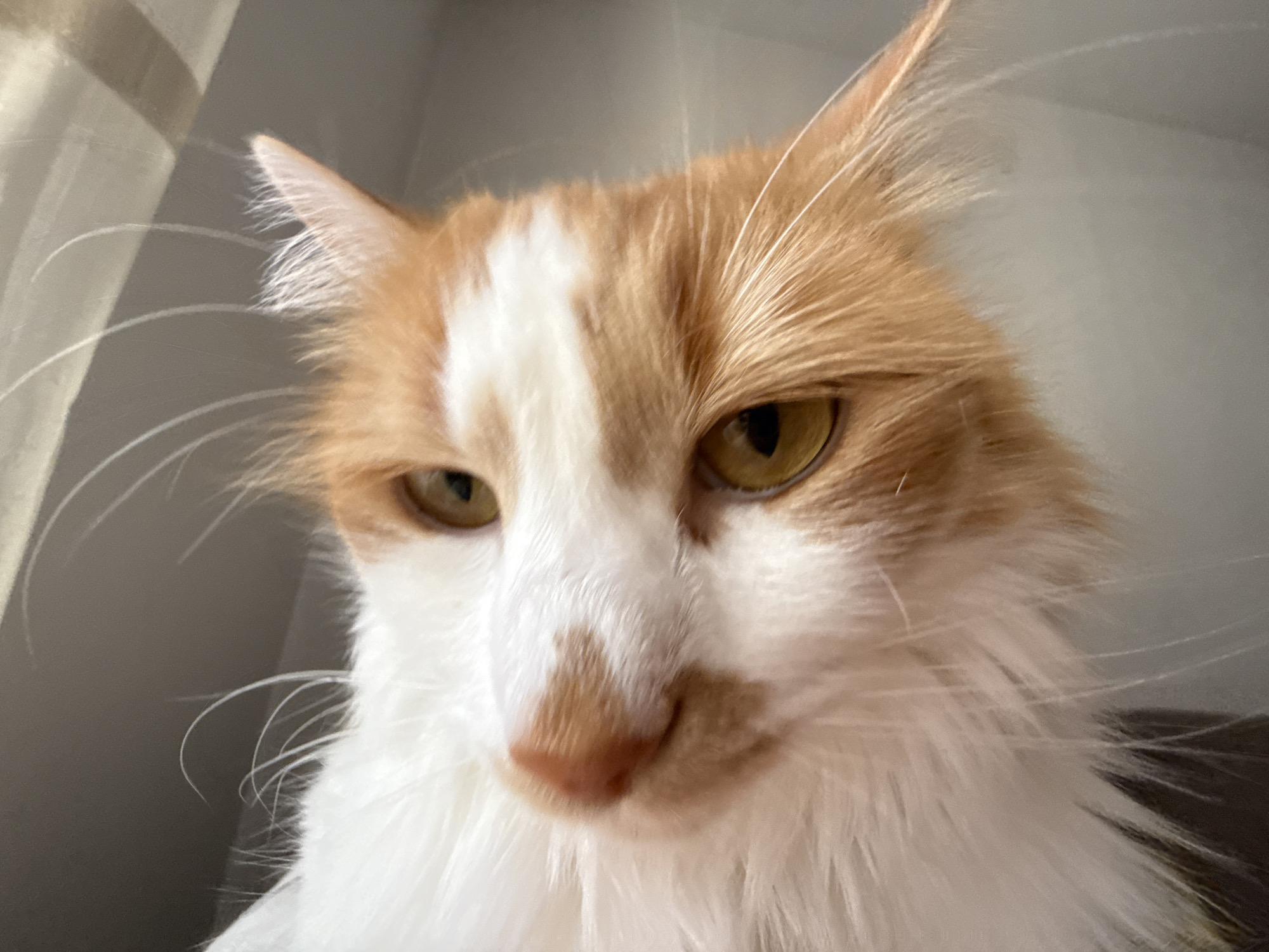 A close-up, low-angle, eye-level shot focuses on the face of an orange and white long-haired cat looking directly into the camera. The cat's fur is fluffy and detailed, with orange patches on its head and ears, and white fur on its face and chest. Its eyes are a piercing yellow-green, with one slightly squinted. The cat's nose is a soft pink, and its whiskers are long and white, fanning out from its face. The background is a softly blurred mix of grays and whites, suggesting an indoor environment, possibly near a window with diffused light. The lighting is natural, casting gentle shadows on the cat's face.