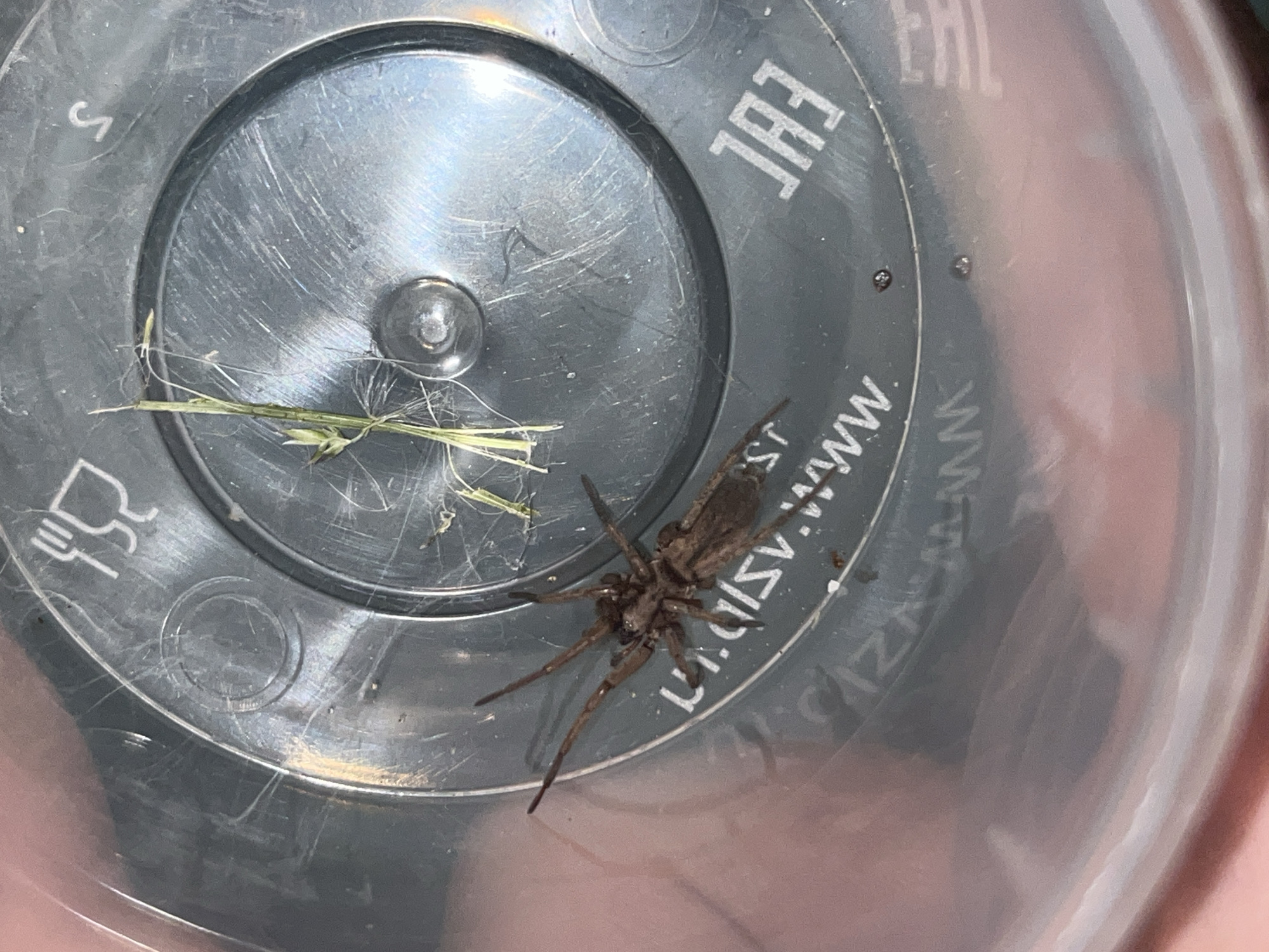 A brown spider is inside a clear plastic container, likely a cup or lid. The container has some text and symbols imprinted on it, including what appears to be a cutlery symbol and the letters "EAC". There is also a piece of grass inside the container with the spider. The lighting suggests an indoor environment. There are no people visible in the image. The image is focused on the spider and the inside of the container. There is no information in the image to indicate the location in the city of Nizhny Tagil, Russia.