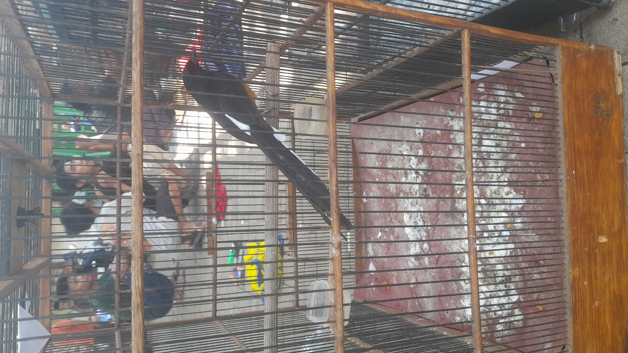 The image shows a black and white bird with a long tail in a wooden cage. The cage is placed outdoors, possibly at a bird market or an exhibition, as several people are visible in the background. One person is crouching near the cage, possibly observing the bird. The ground is paved and there are some yellow and blue objects in the background, which could be part of the market setup. The bird appears to be a male magpie-robin, a common species in Southeast Asia, including Indonesia. The scene is consistent with a bird trading or exhibition event that might take place in a city like Pekalongan, Indonesia, known for its rich cultural heritage and vibrant markets.