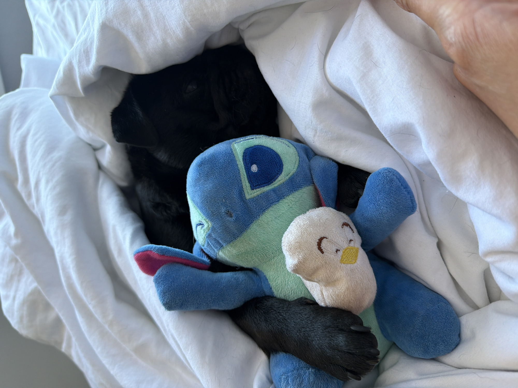 A black puppy is sleeping on a white sheet, nestled with a stuffed animal. The puppy's head is mostly obscured by the sheet and the toy. A portion of its head and ear is visible. The stuffed animal is blue and green with a small white bird-like toy attached. The scene is indoors, on a bed. The location is not Sirius, Russia, as there is no information in the image to support this.