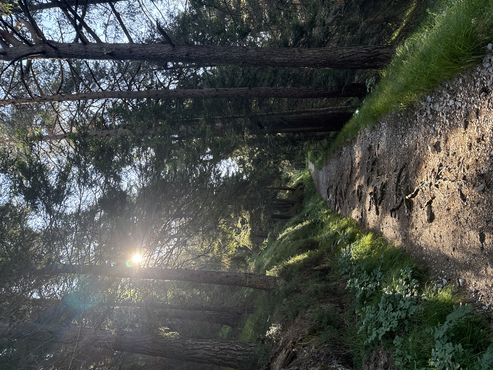 This image depicts a sun-dappled forest path in Molveno, Italy. The path, made of gravel and exposed tree roots, winds its way upwards through a dense coniferous forest. Sunlight filters through the tall trees, casting long shadows and illuminating patches of lush green grass and undergrowth on the left side of the path. The trees are tall and slender, with rough bark and dense foliage. The sky is visible through the branches, appearing clear and blue. There are no people or animals visible in the scene. The overall impression is one of a serene and natural environment.